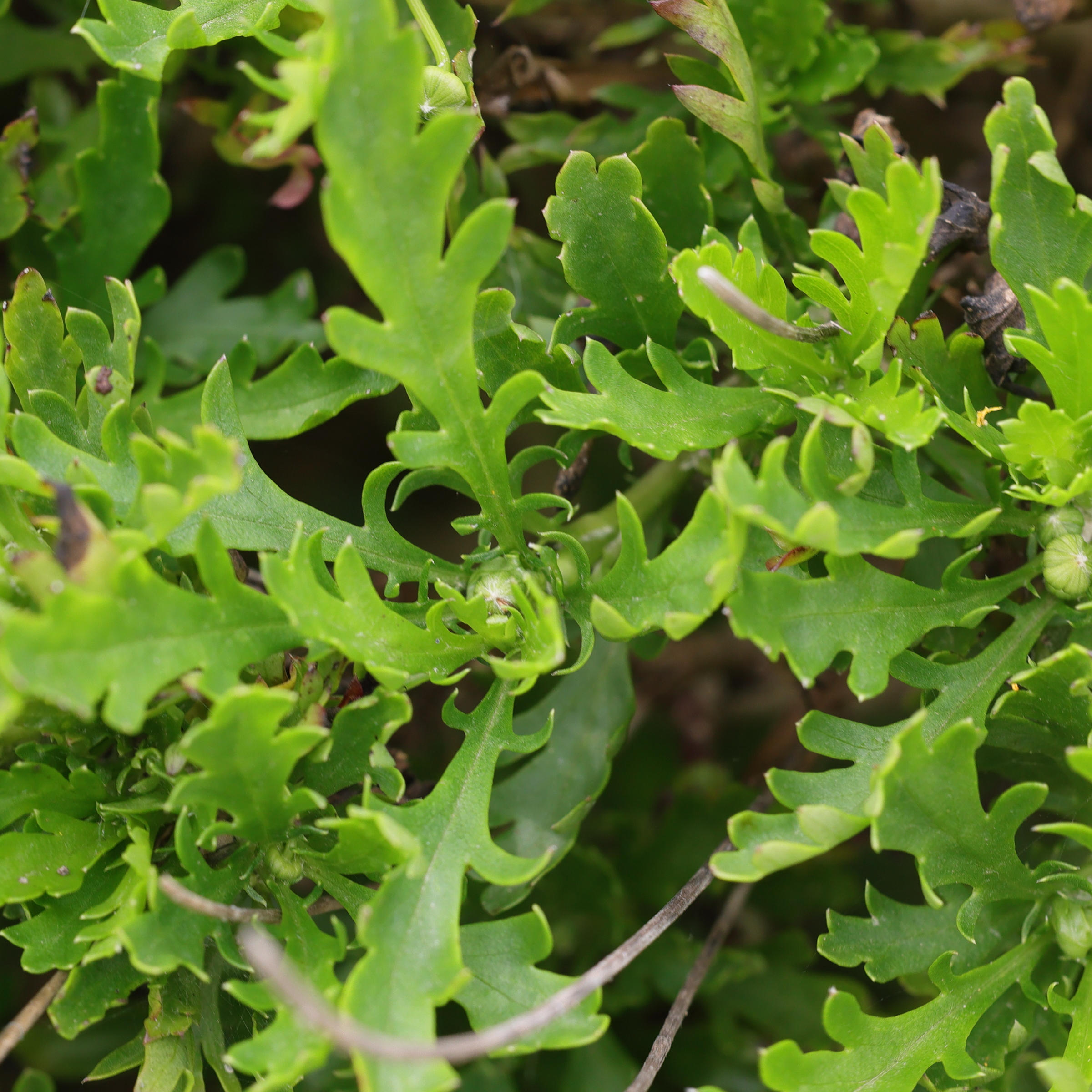 Afficher le média euryops_chrysanthemoides2md euryops_chrysanthemoides2md