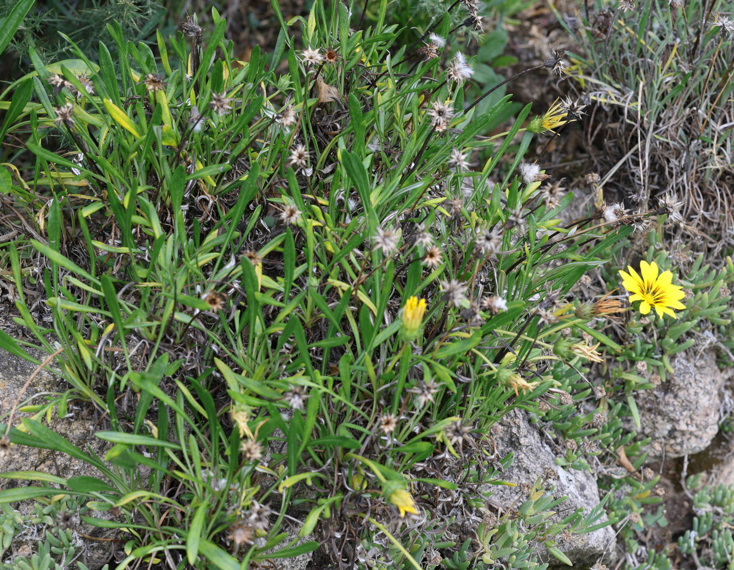 gazania_linearis1md