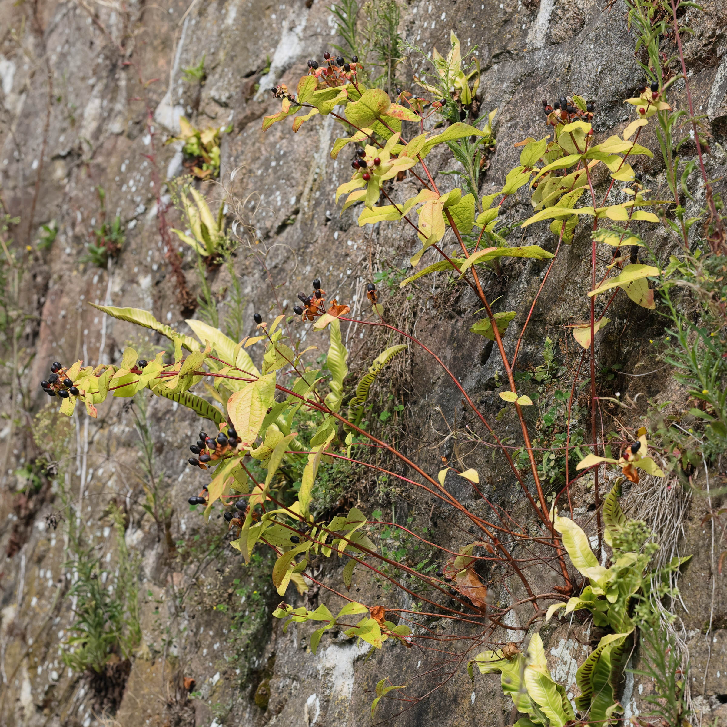 Afficher le média hypericum_androsaemum4md hypericum_androsaemum4md
