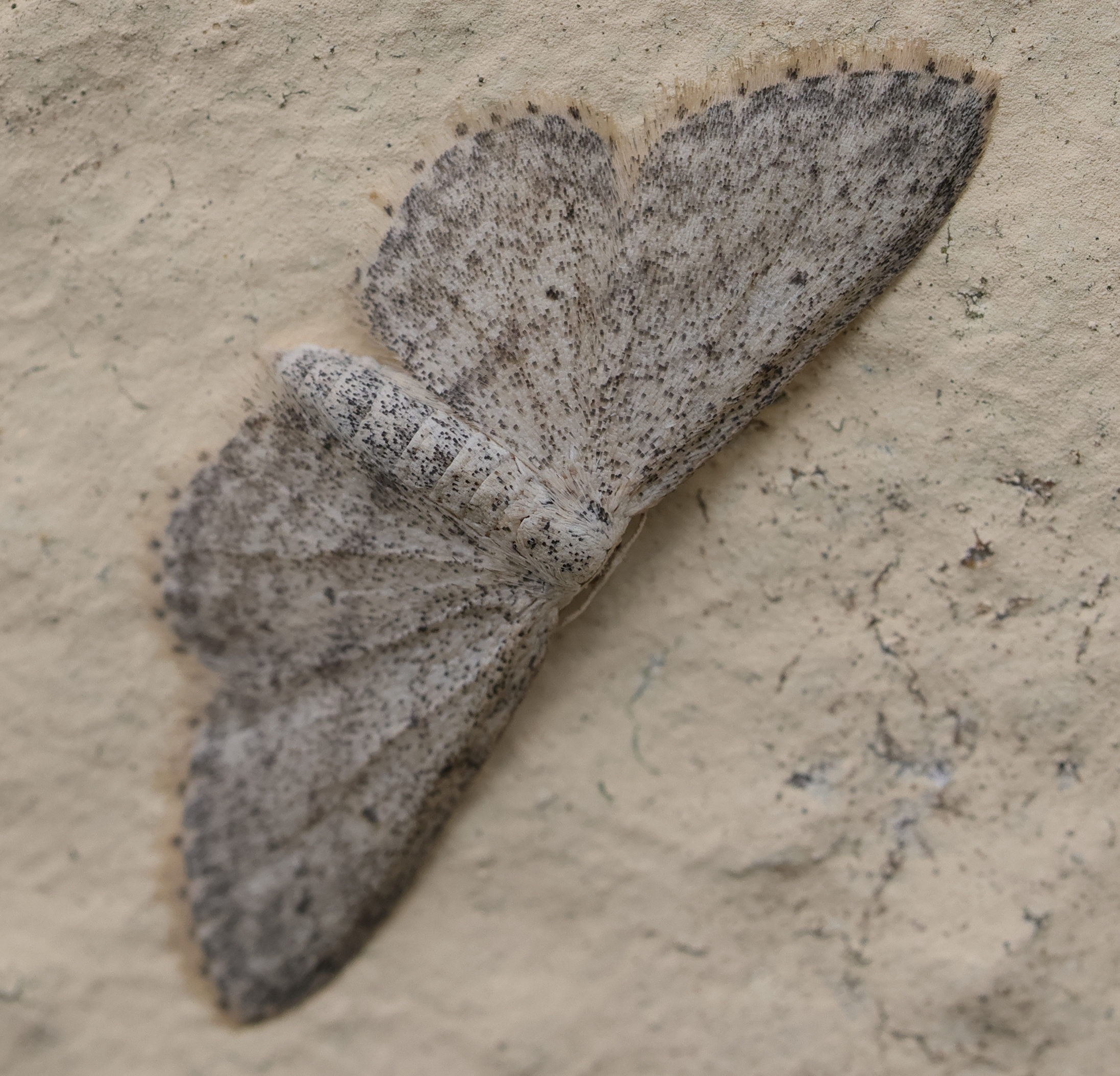 idaea_seriata2bd