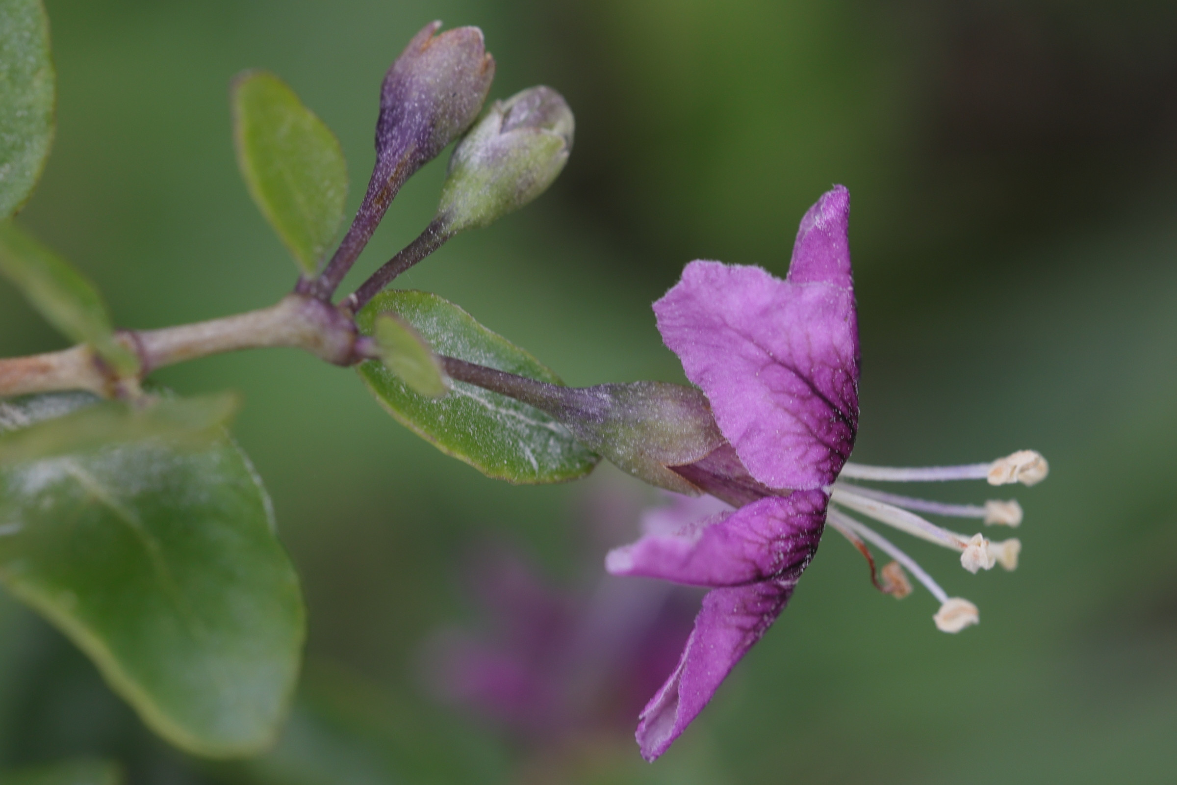 Afficher le média lycium_barbarum2md lycium_barbarum2md