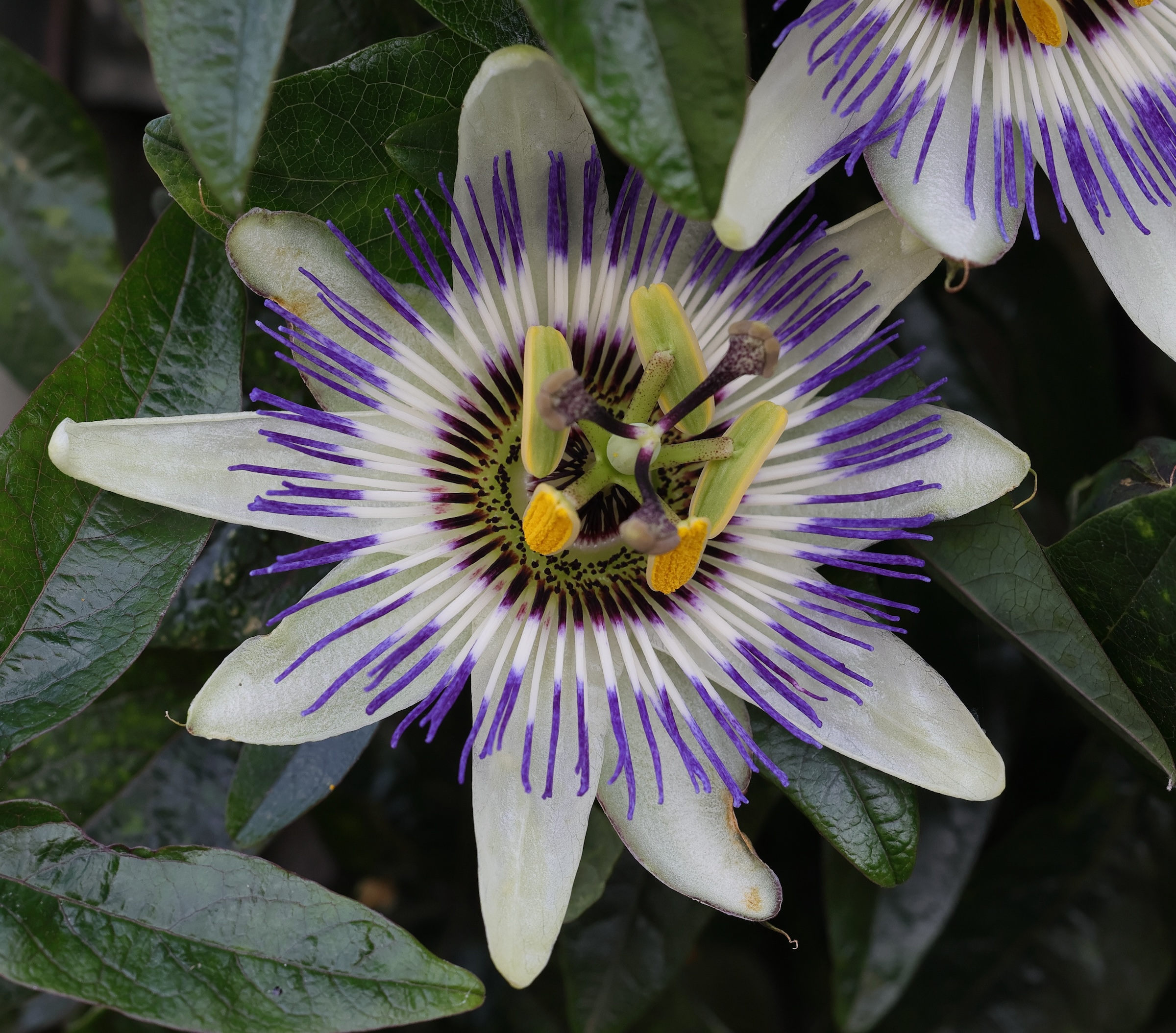passiflora_caerulea8md