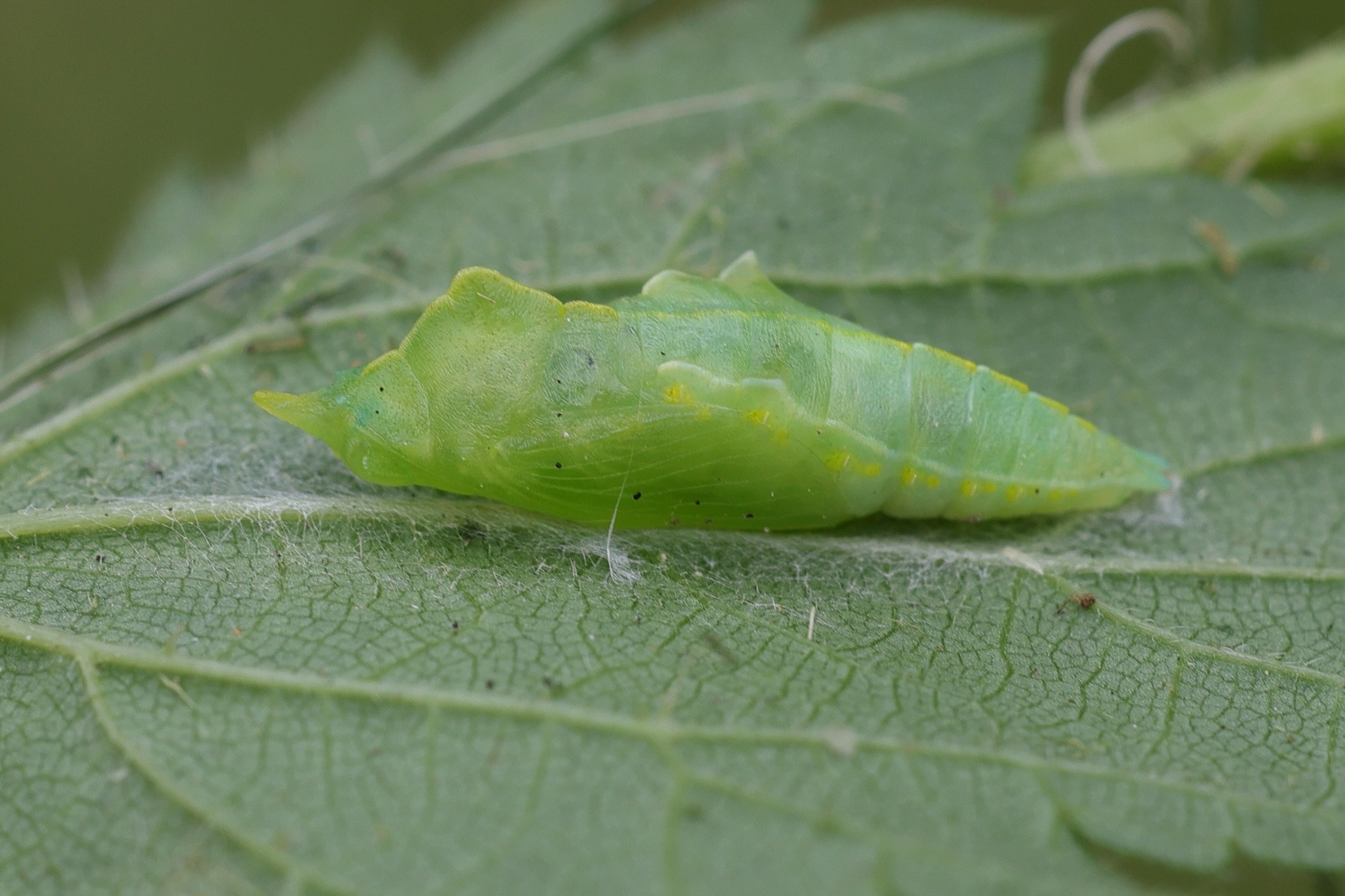 pieris_rapae_chrys1md