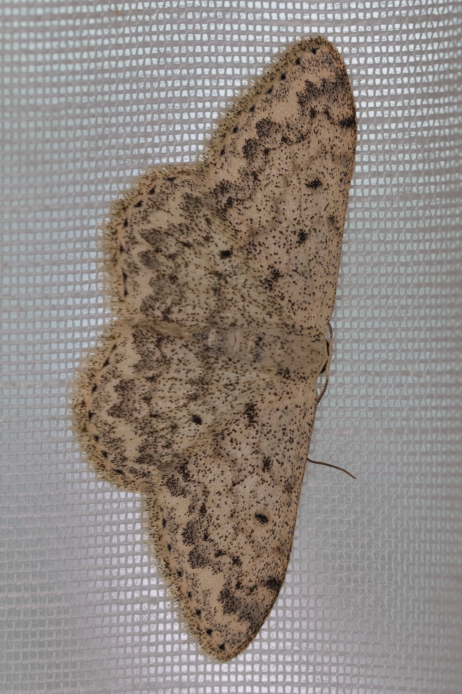 scopula_marginepunctata4md