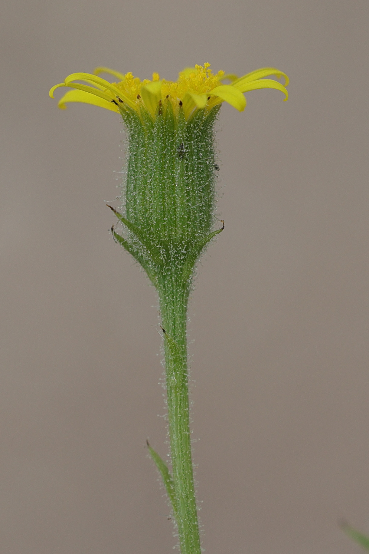 senecio_viscosus8md