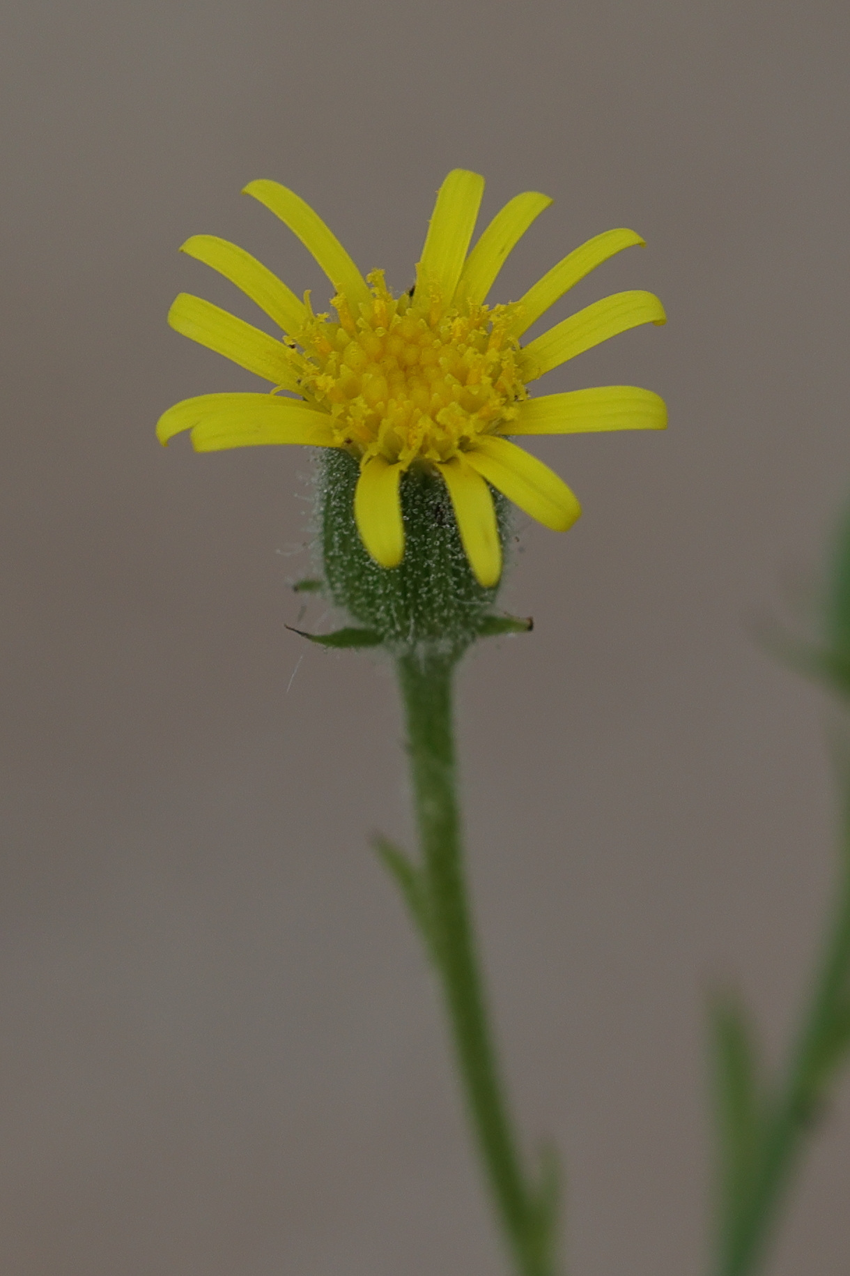senecio_viscosus9md