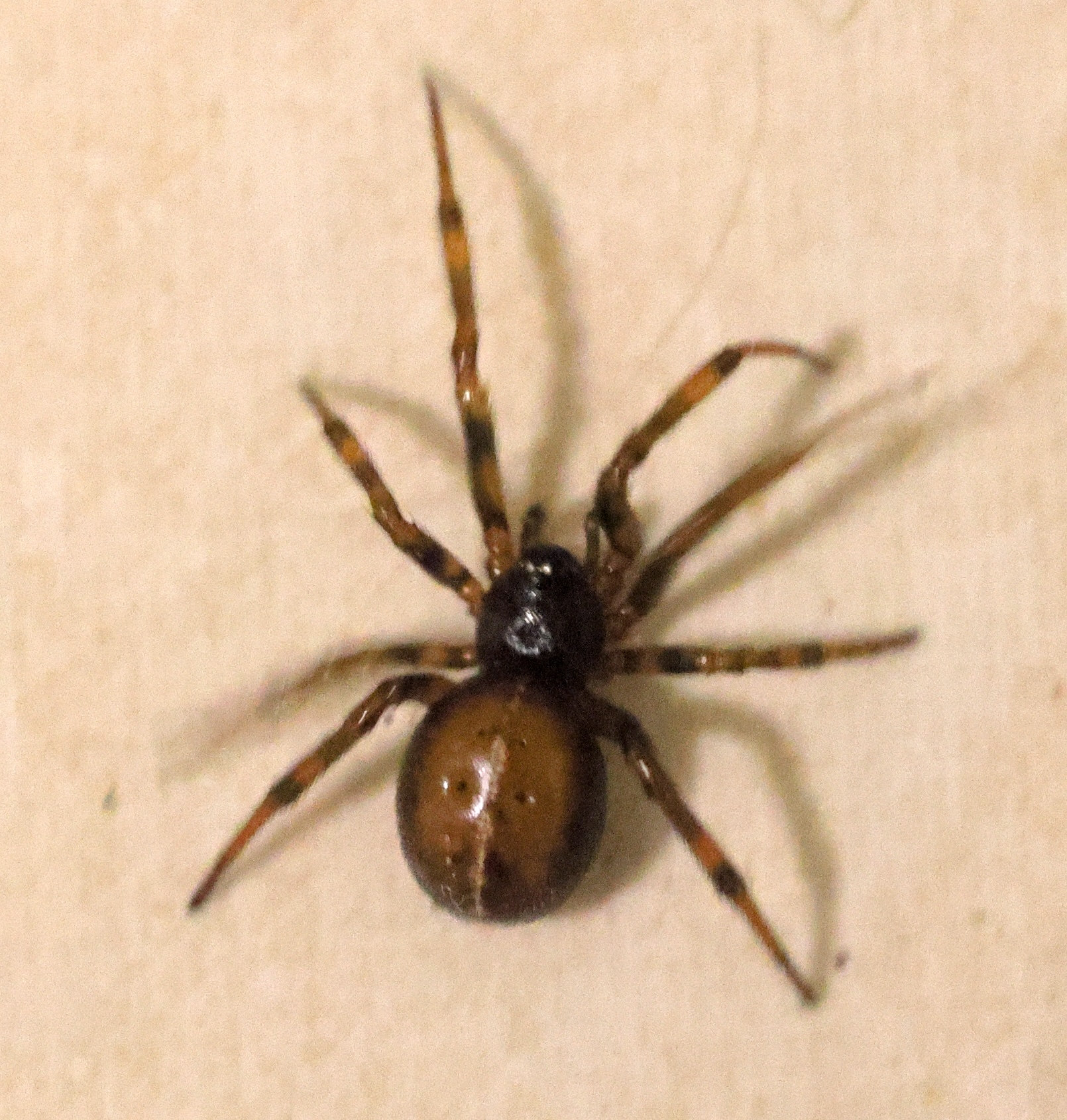 steatoda_bipunctata5md