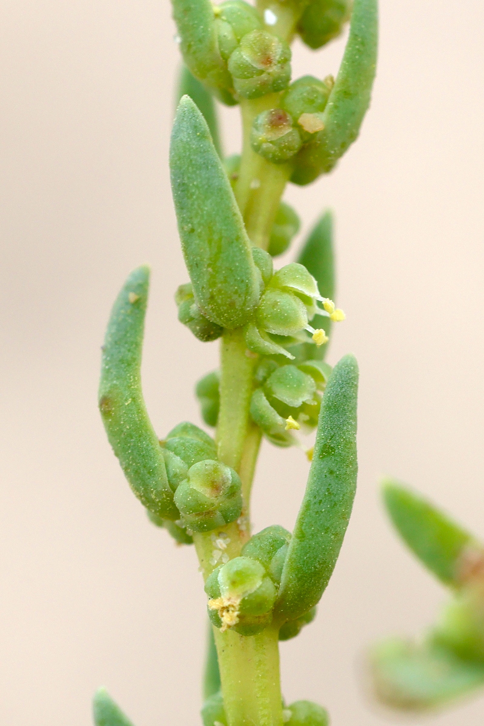 Afficher le média suaeda_maritima3md suaeda_maritima3md