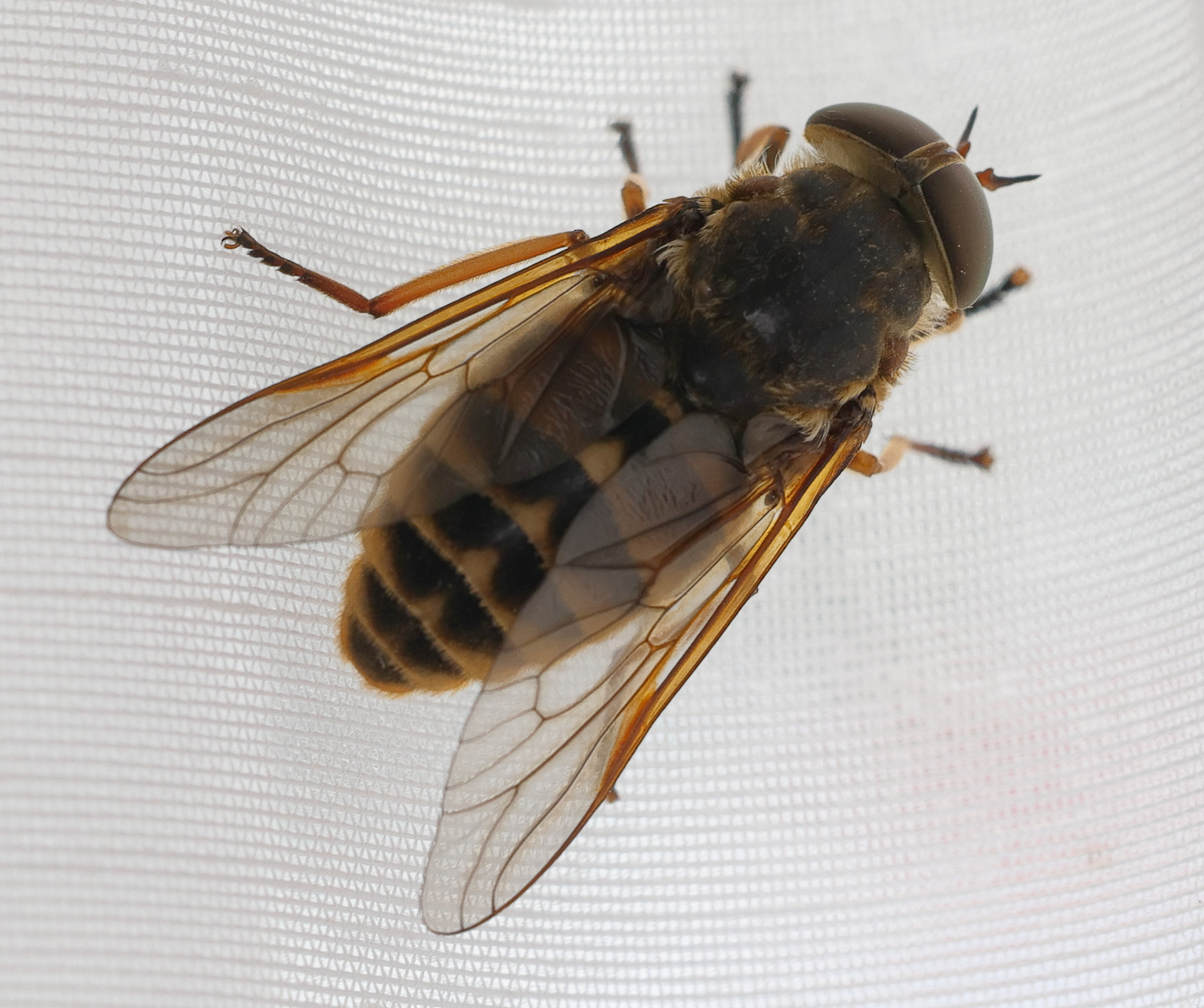 tabanus_sudeticus3md