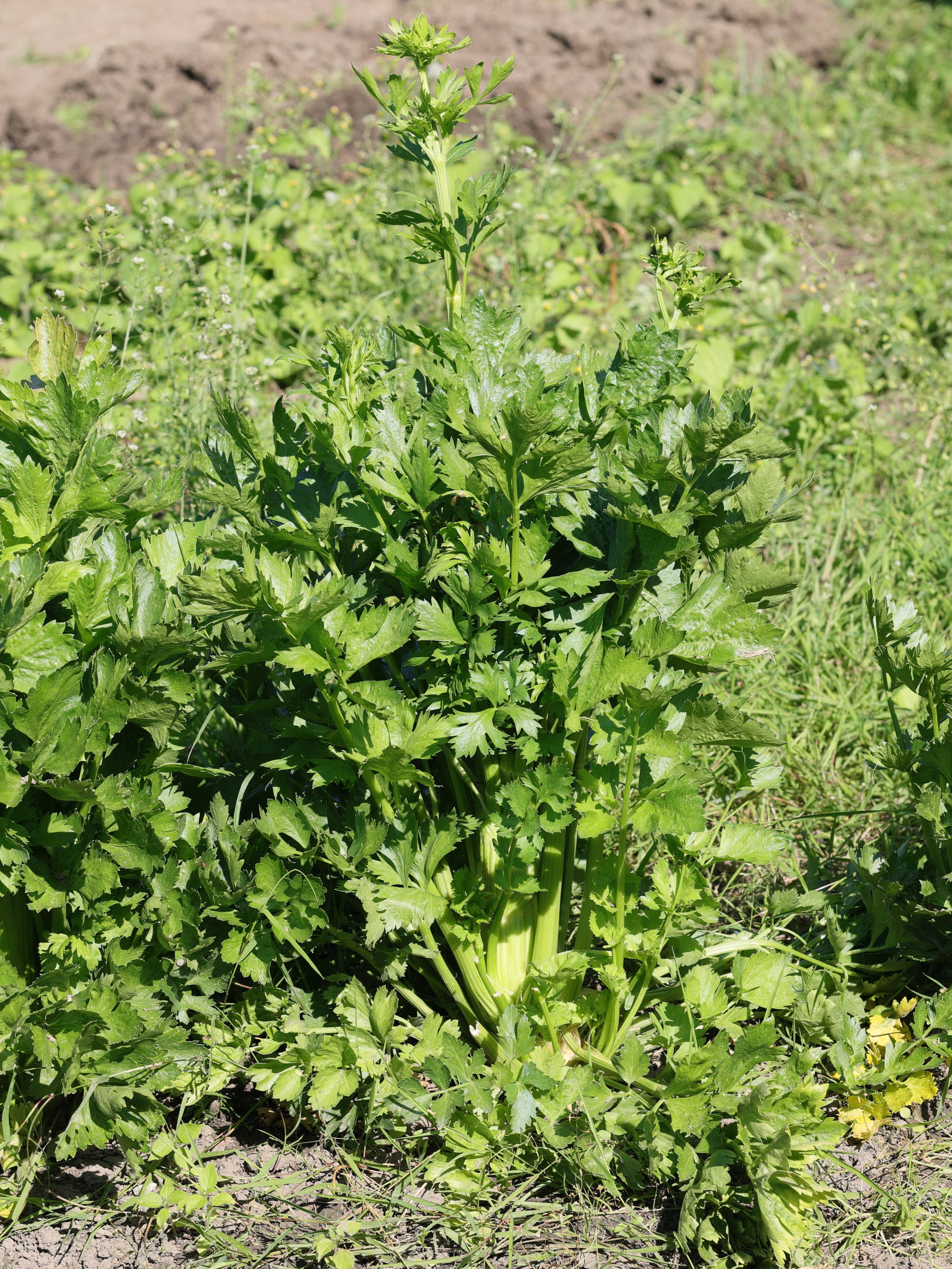 apium_graveolens_dulce1md