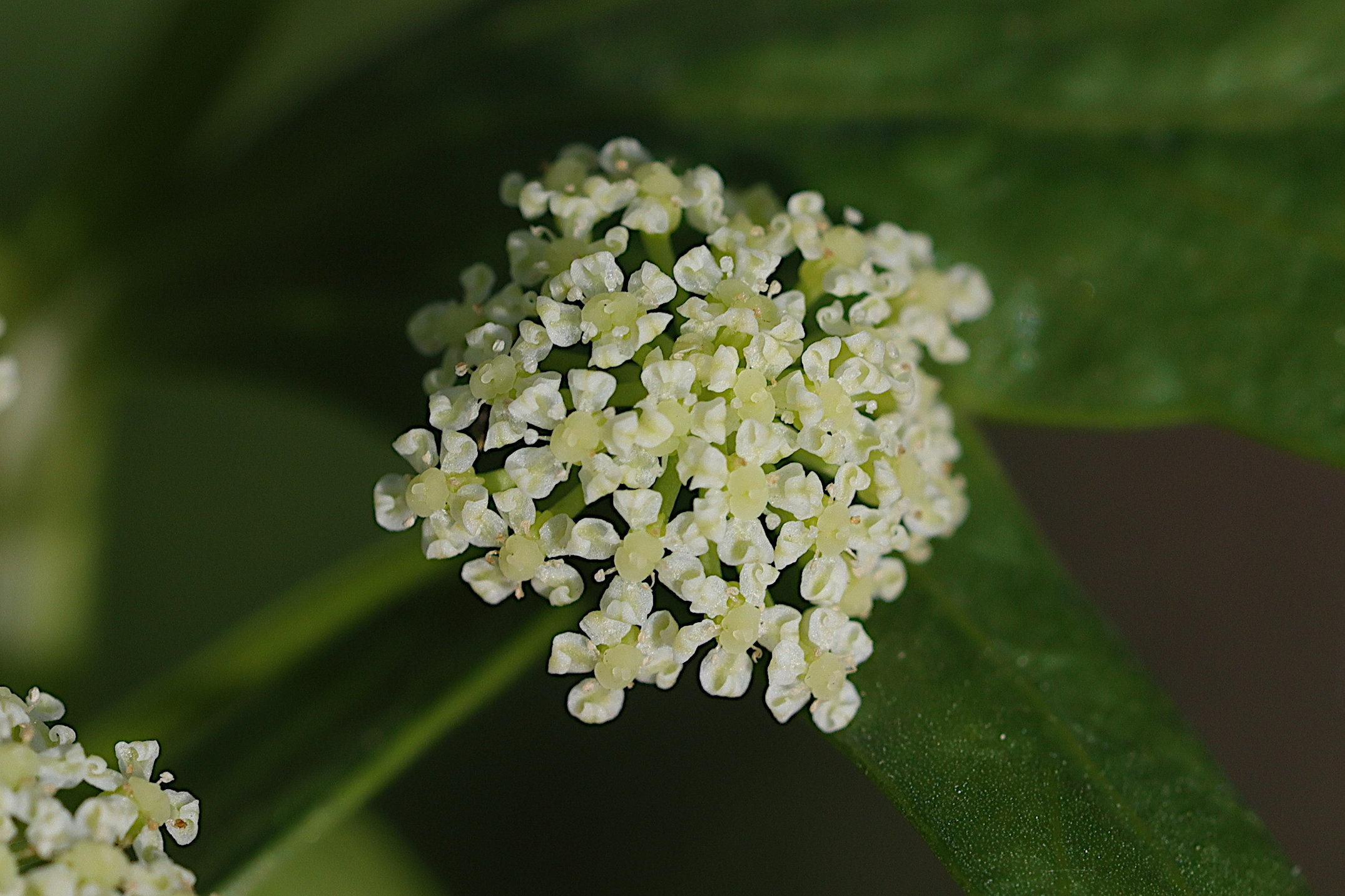 apium_graveolens_dulce2md