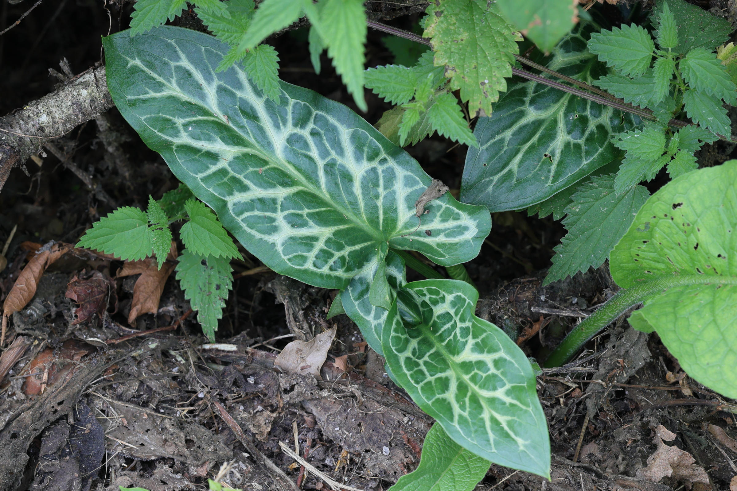 arum_italicum8md
