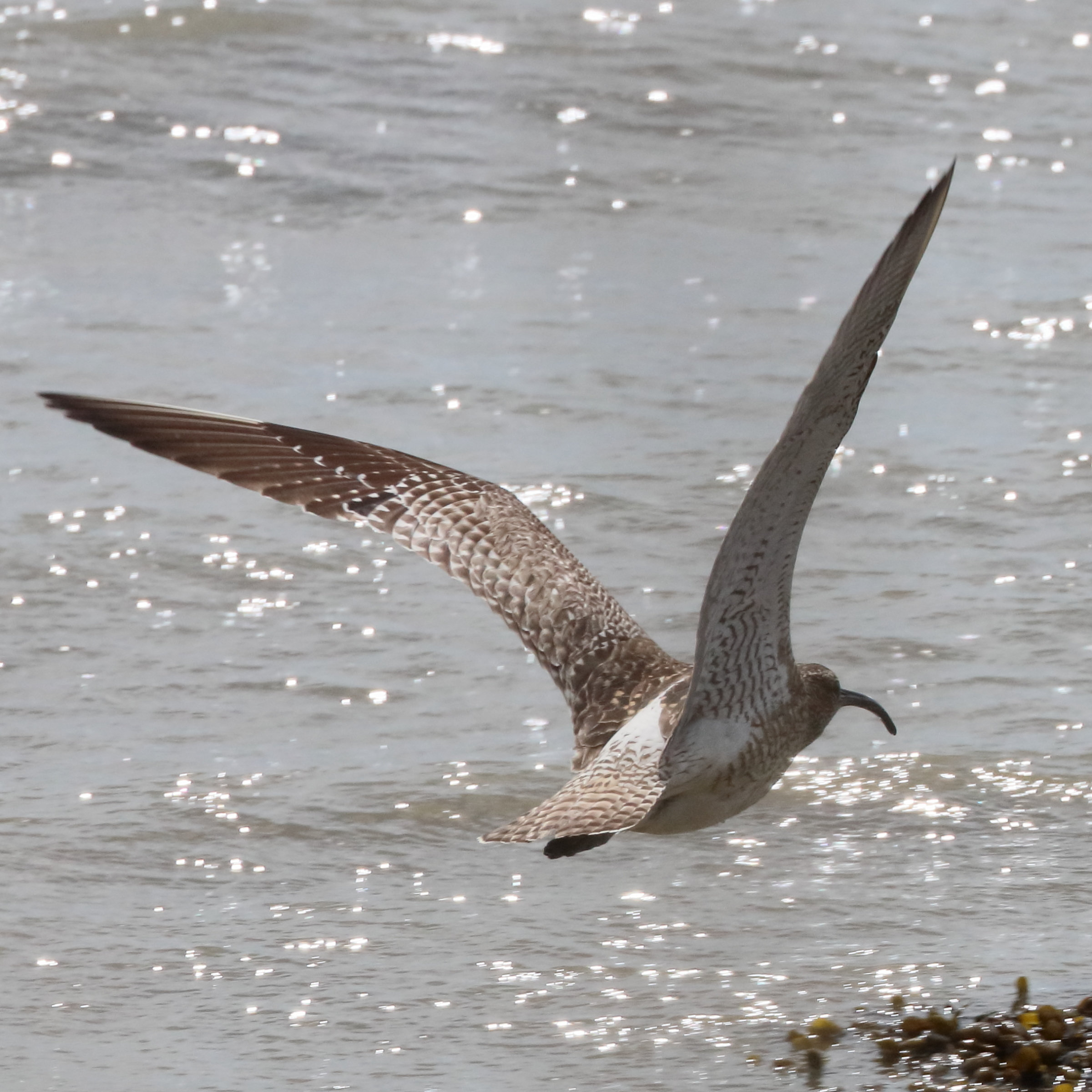 courlis_cendre_-_numenius_arquata6bd