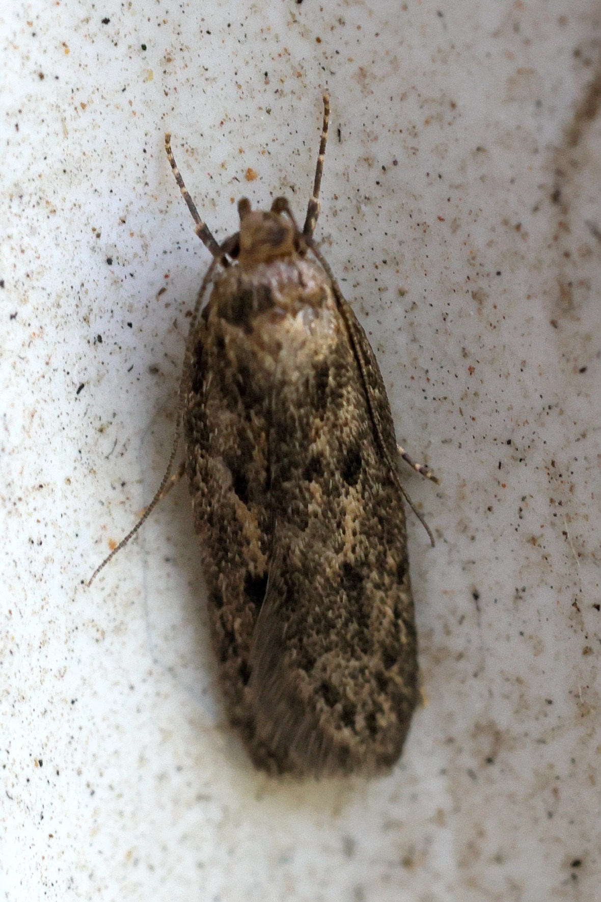 Afficher le média hofmannophila_pseudospretella2md hofmannophila_pseudospretella2md