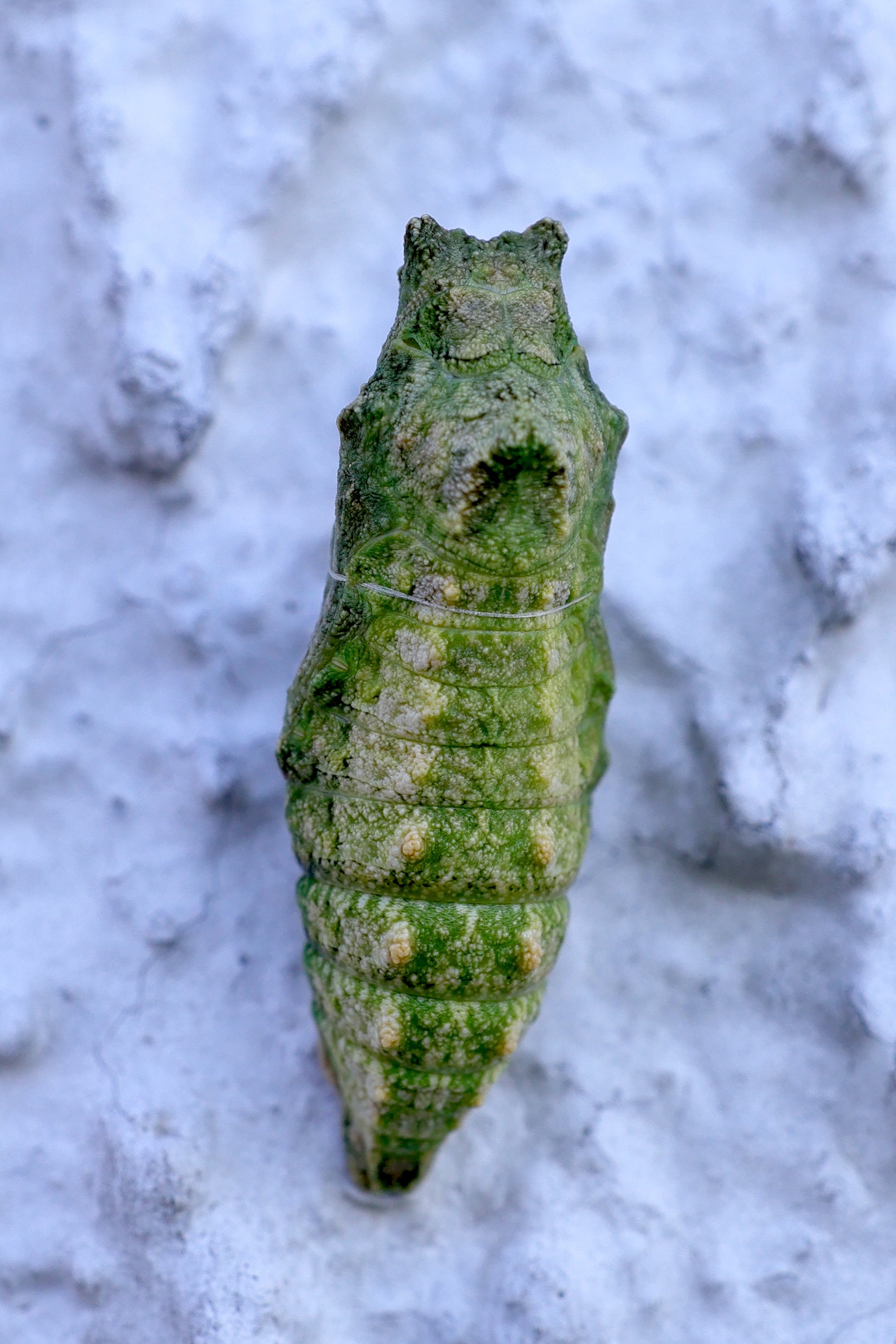 papilio_machaon_chrys1md