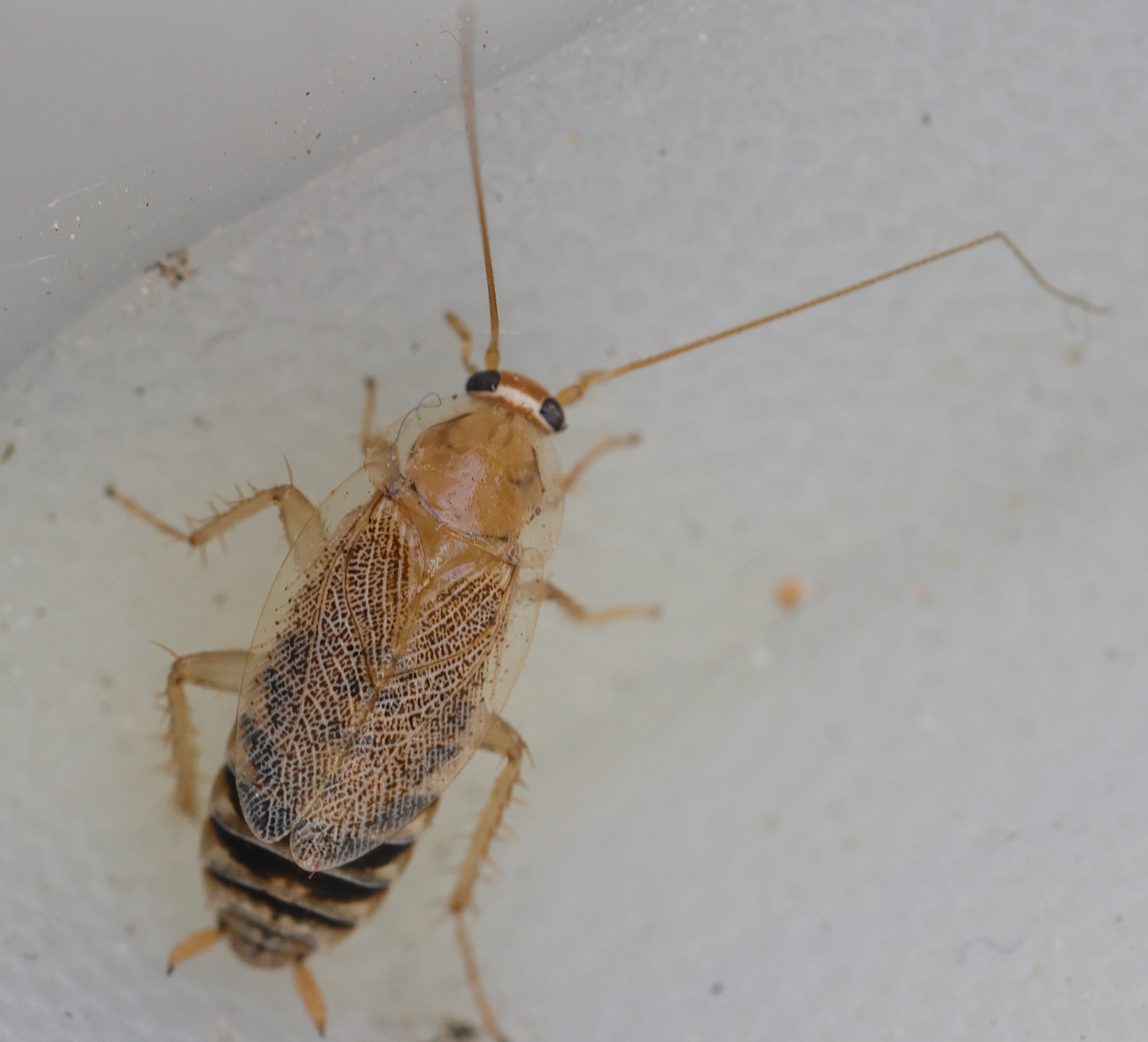 Afficher le média planuncus_vinzi6md planuncus_vinzi6md