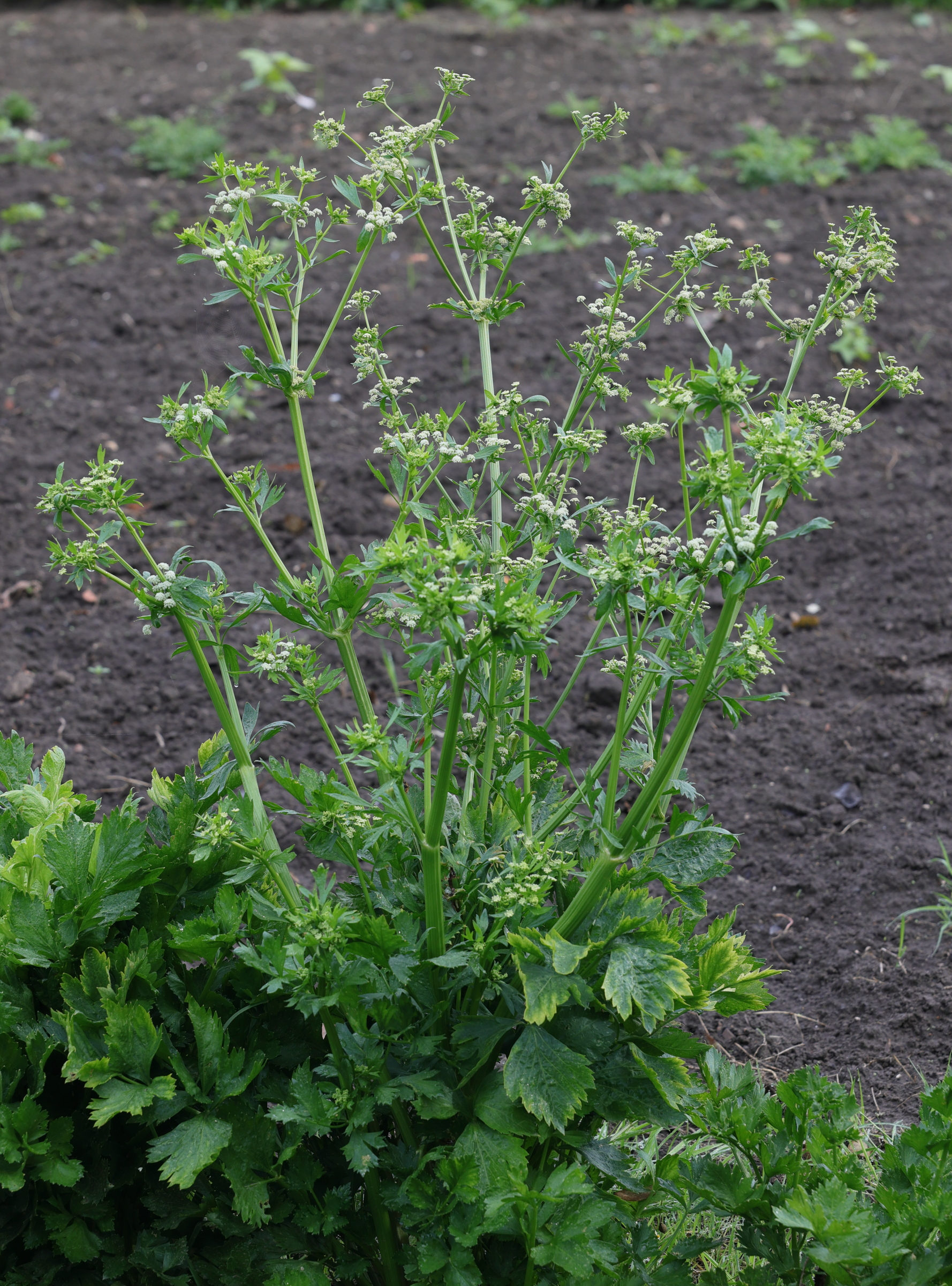 apium_graveolens_dulce3md