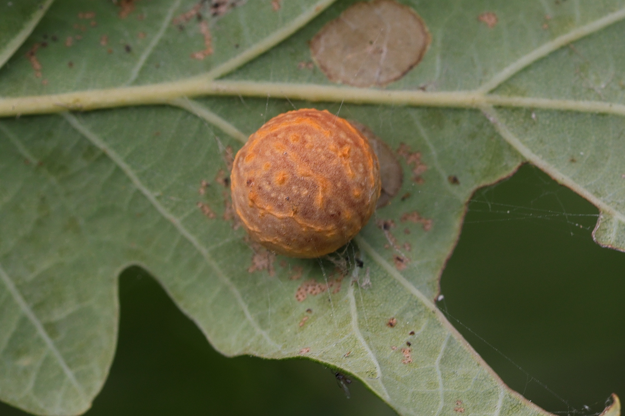 cynips_longiventris_galle3md