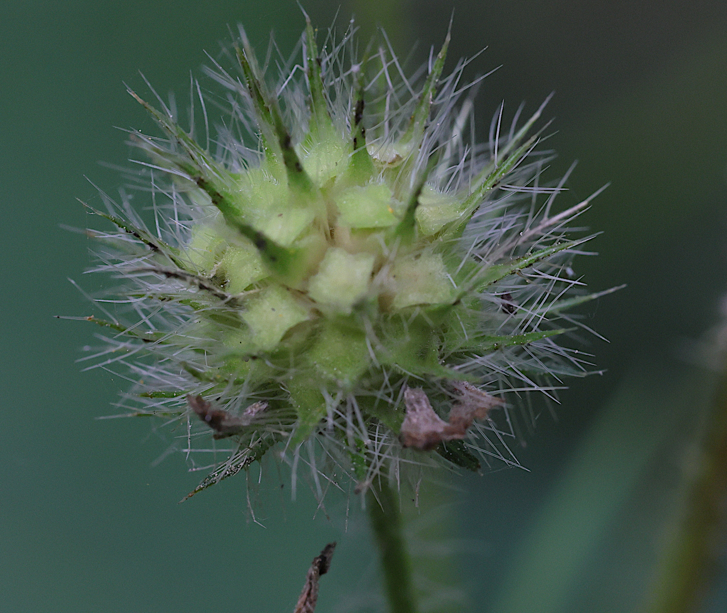 dipsacus_pilosus7md