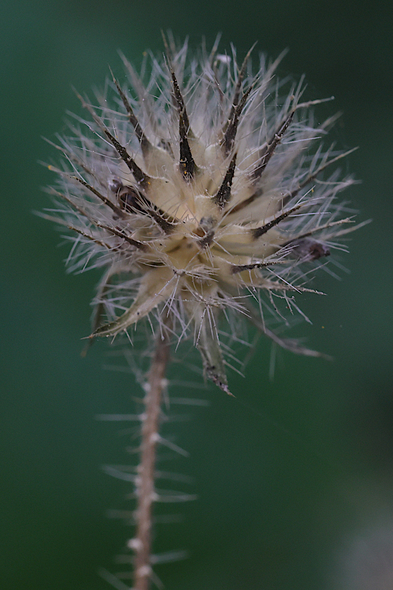 dipsacus_pilosus8md