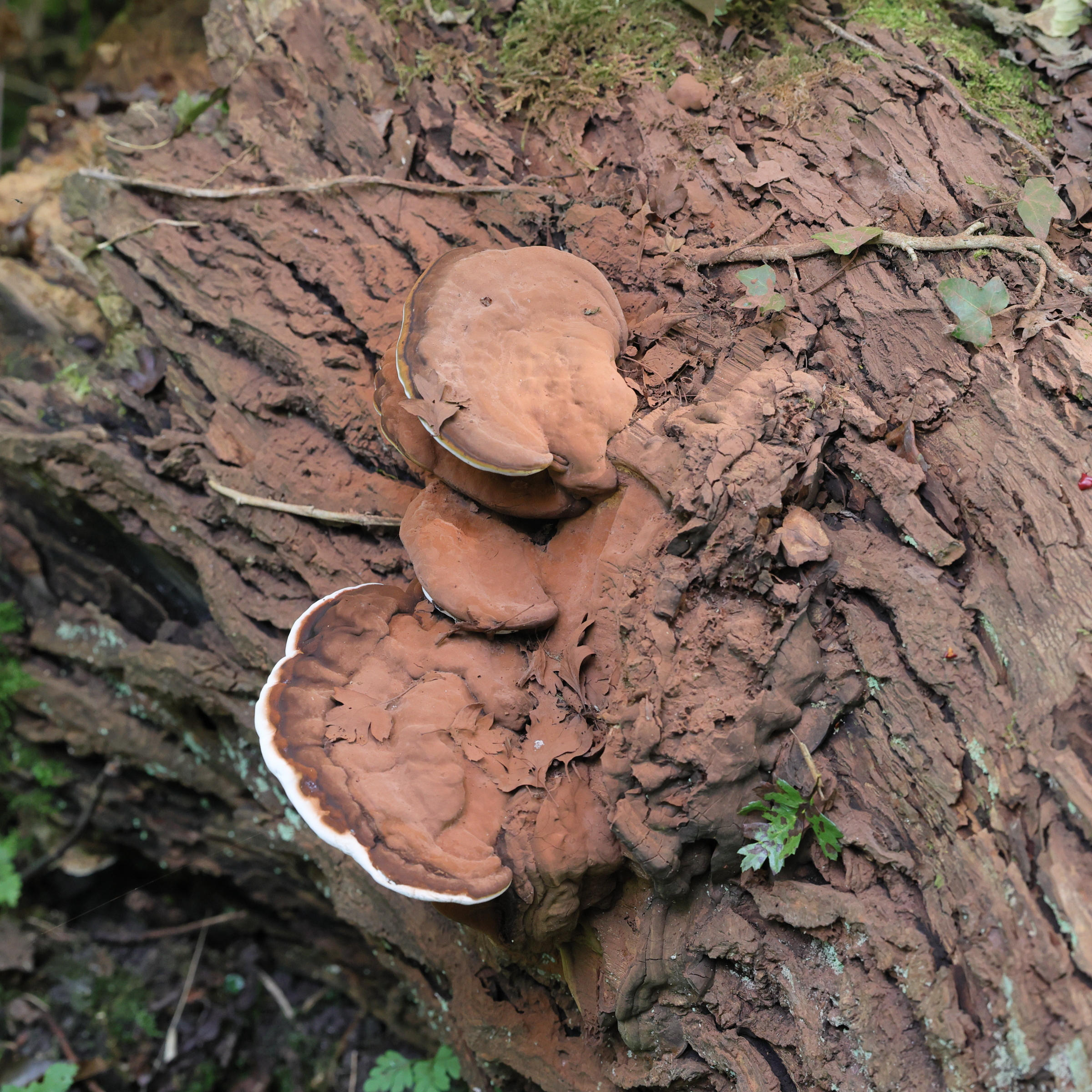 Afficher le média ganoderma_adspersum7md ganoderma_adspersum7md