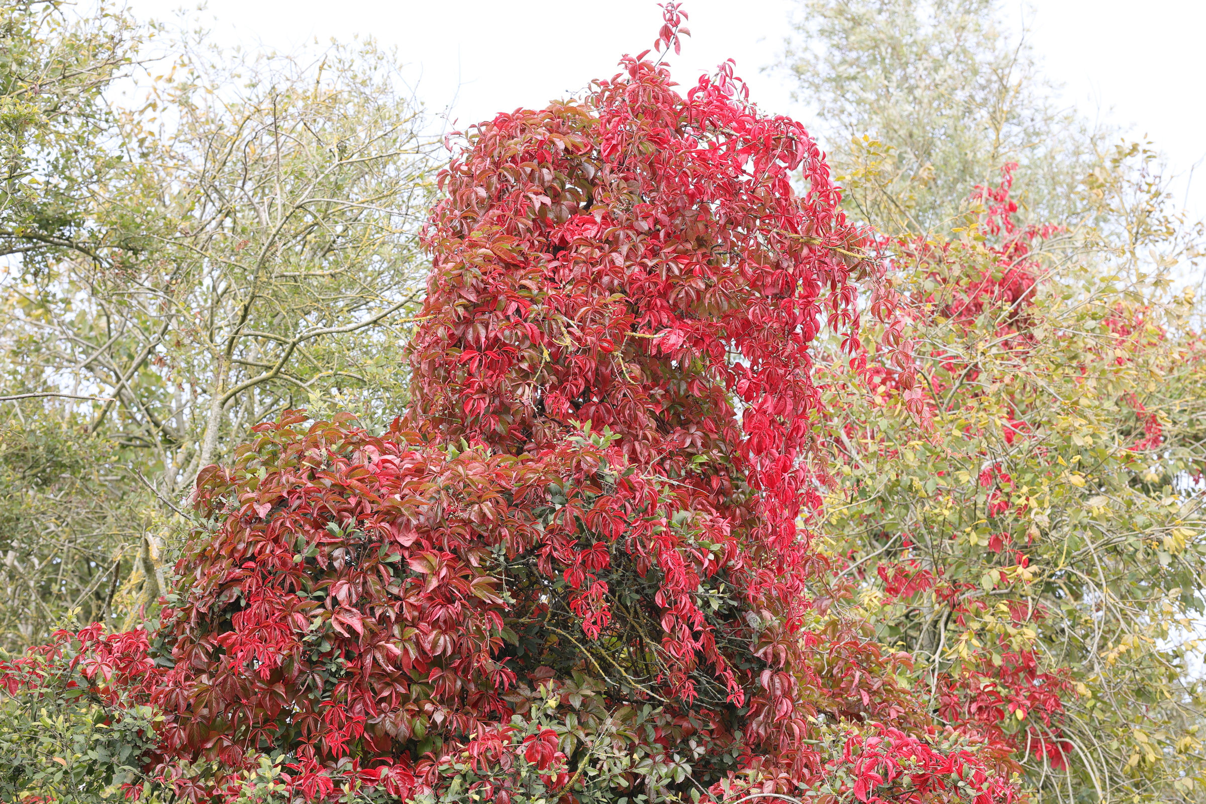 Afficher le média parthenocissus_inserta5md parthenocissus_inserta5md