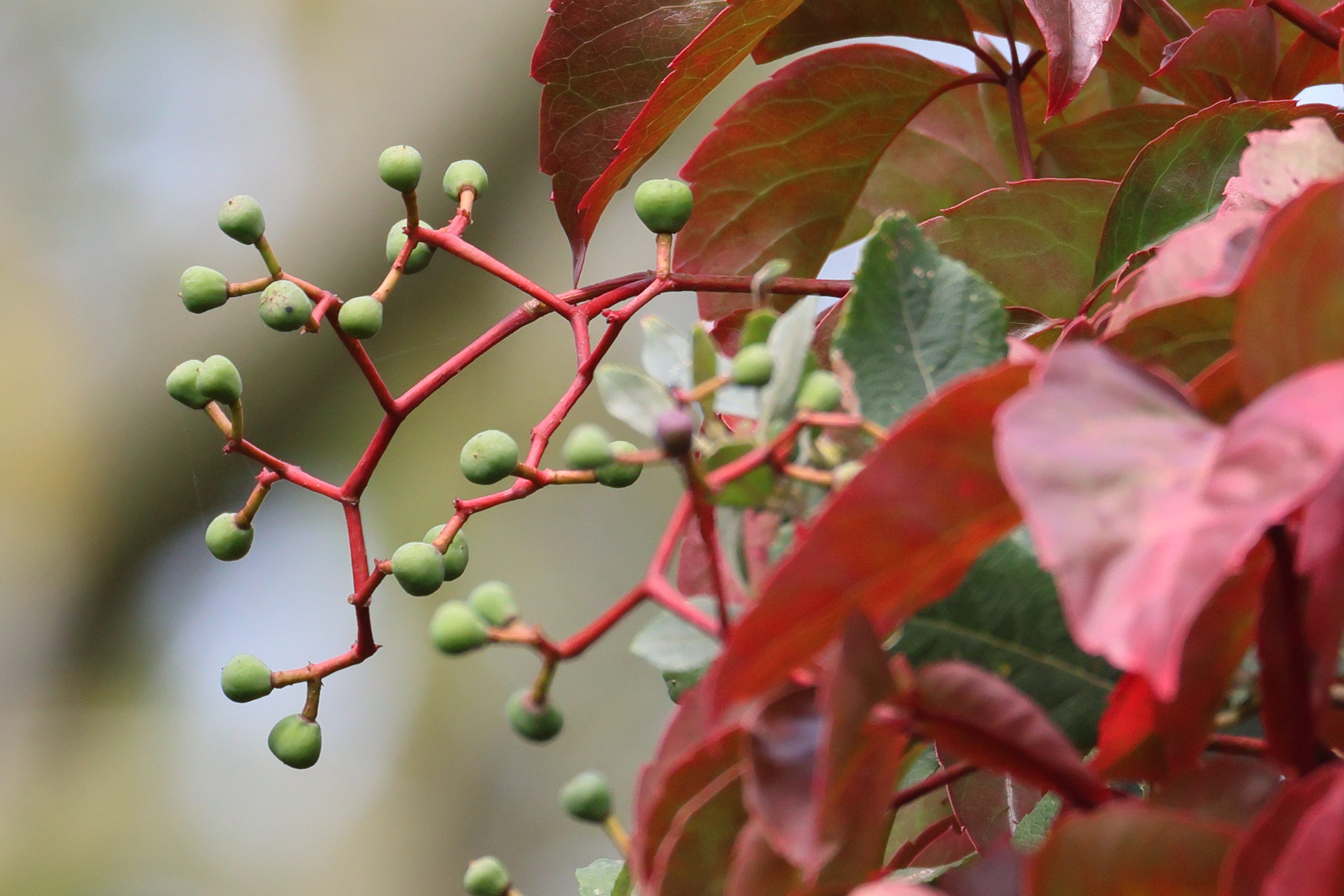 Afficher le média parthenocissus_inserta6bd parthenocissus_inserta6bd