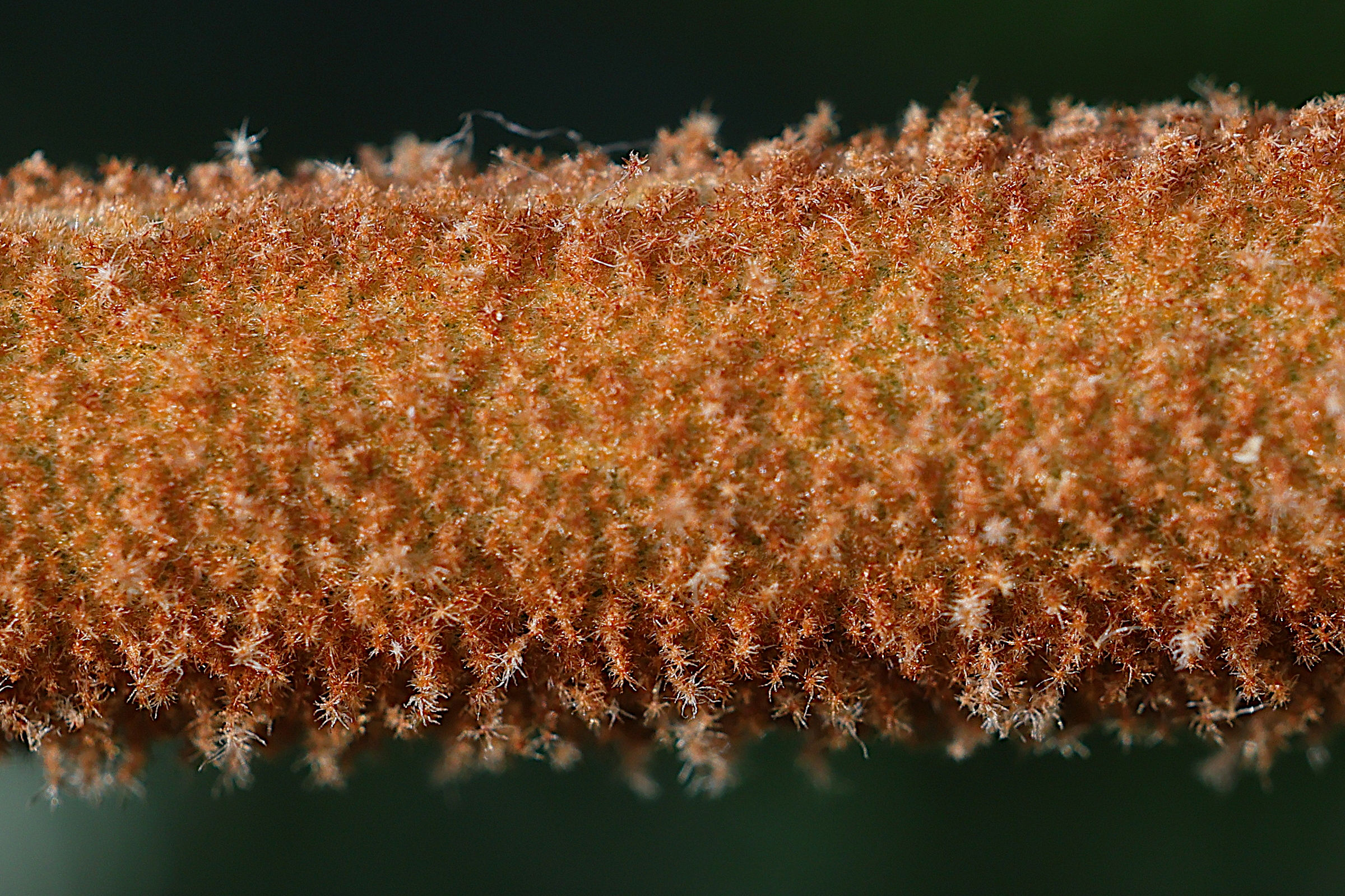 Afficher le média viburnum_rhytidophyllum6md viburnum_rhytidophyllum6md