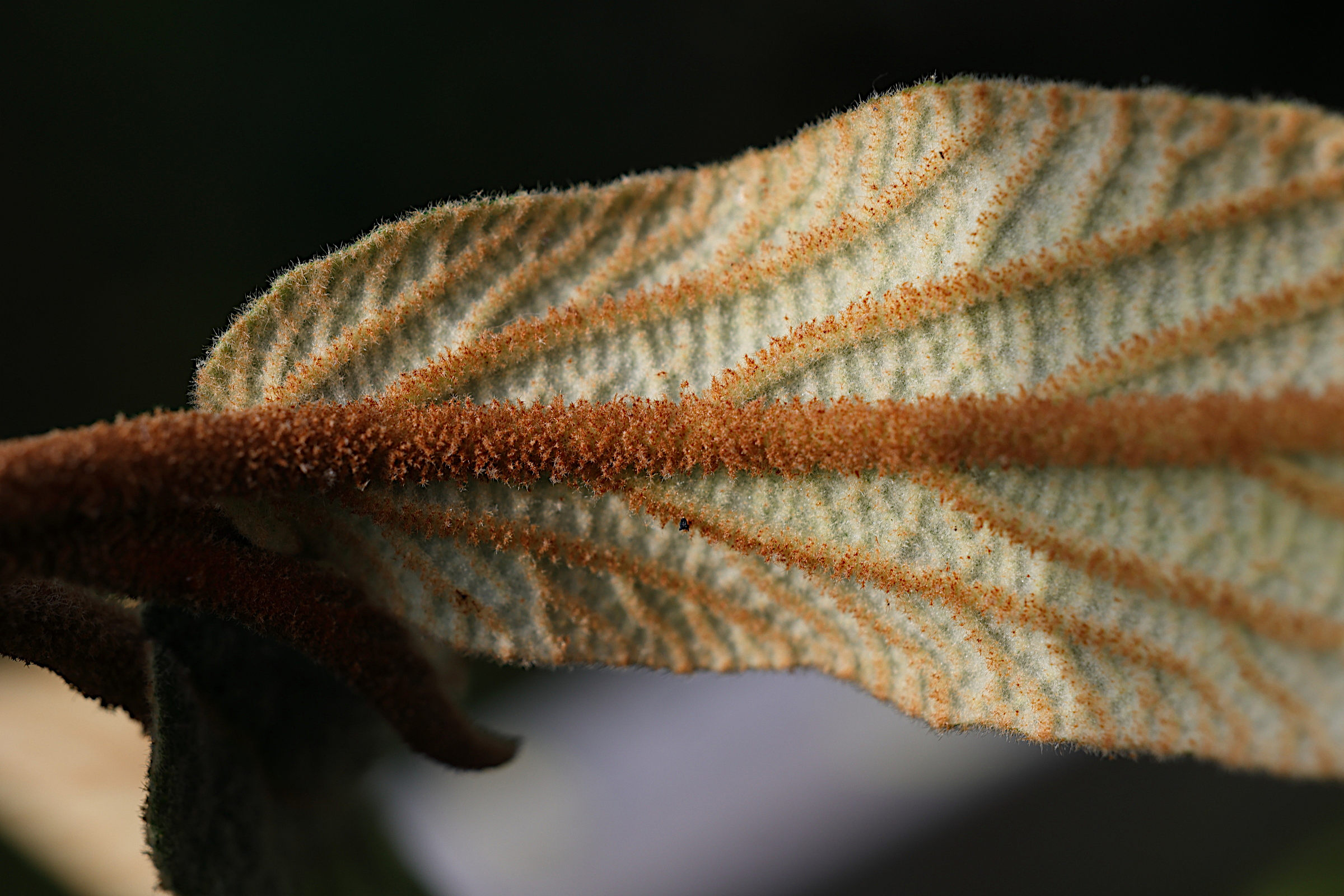 Afficher le média viburnum_rhytidophyllum7md viburnum_rhytidophyllum7md