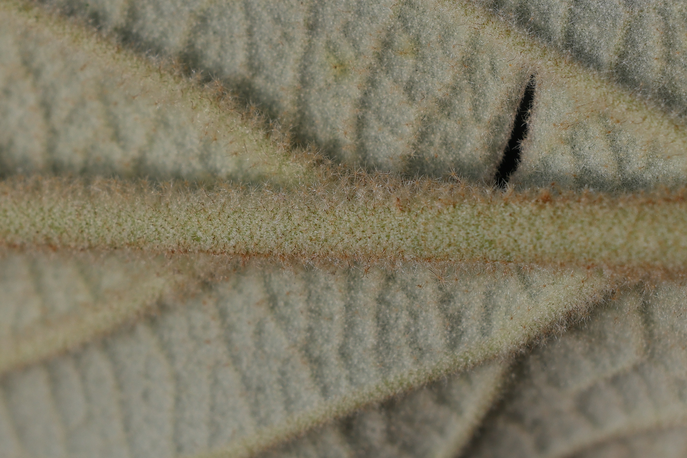 Afficher le média viburnum_rhytidophyllum8md viburnum_rhytidophyllum8md