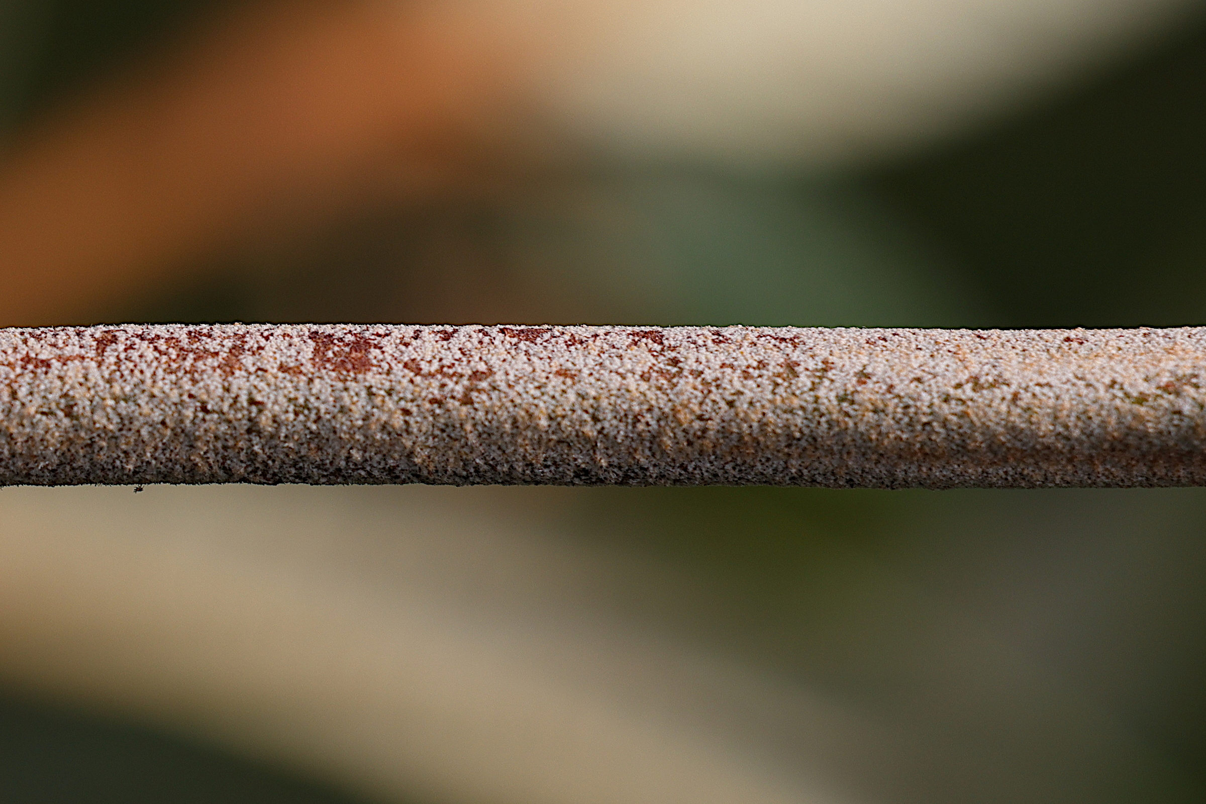 Afficher le média viburnum_rhytidophyllum9md viburnum_rhytidophyllum9md