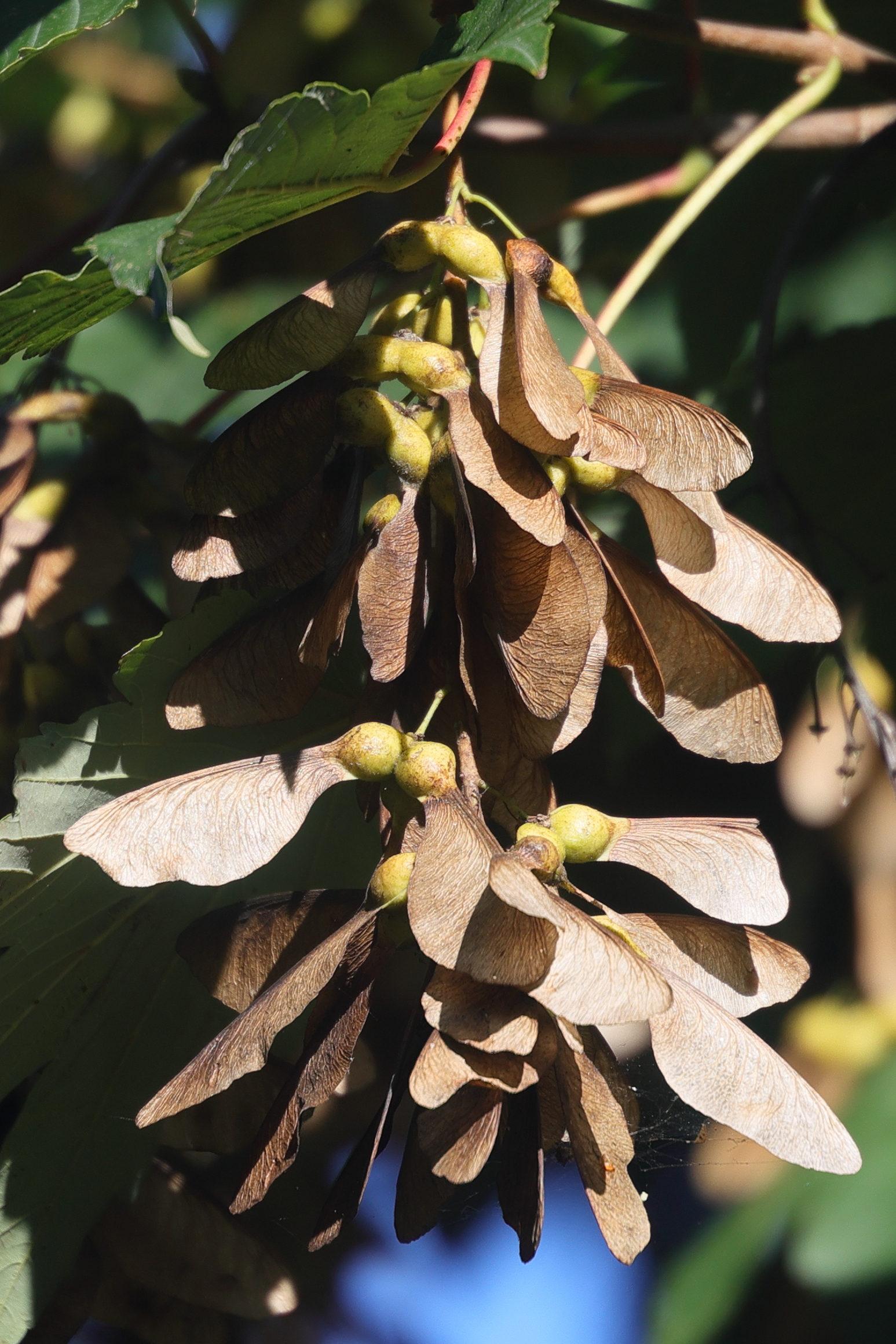 acer_pseudoplatanus7md