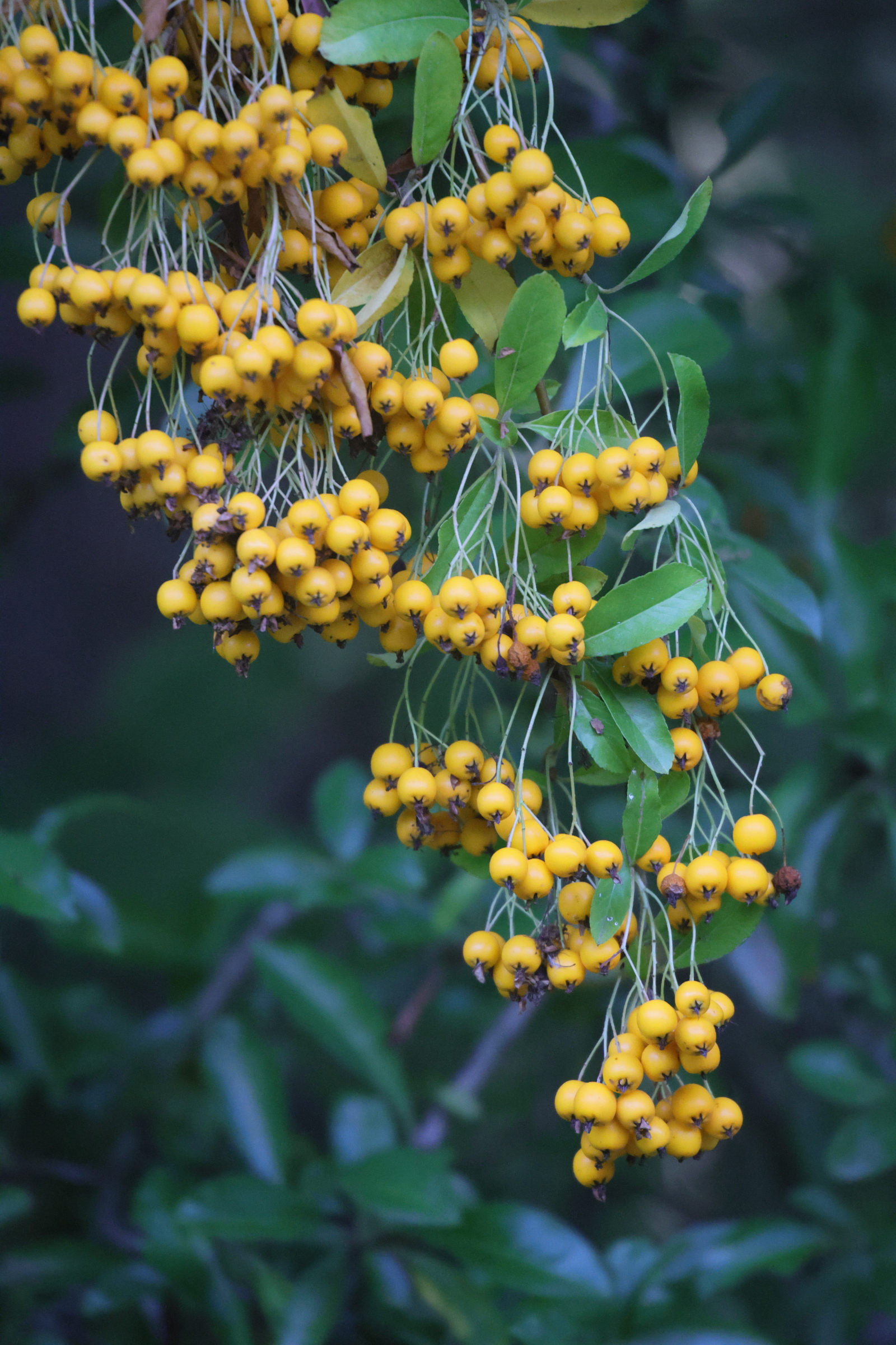 pyracantha_coccinea6md