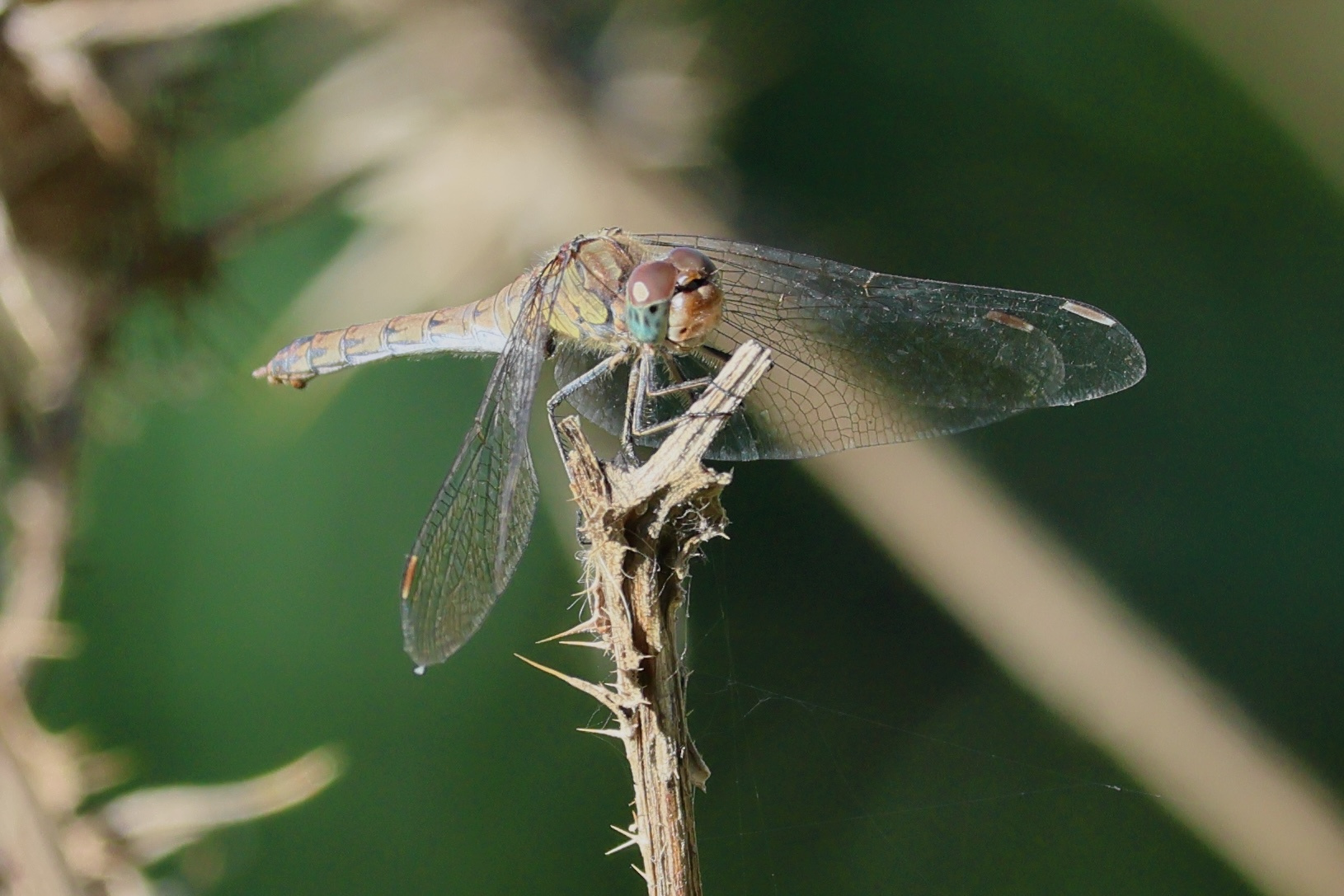 Afficher le média sympetrum_striolatum8bd sympetrum_striolatum8bd