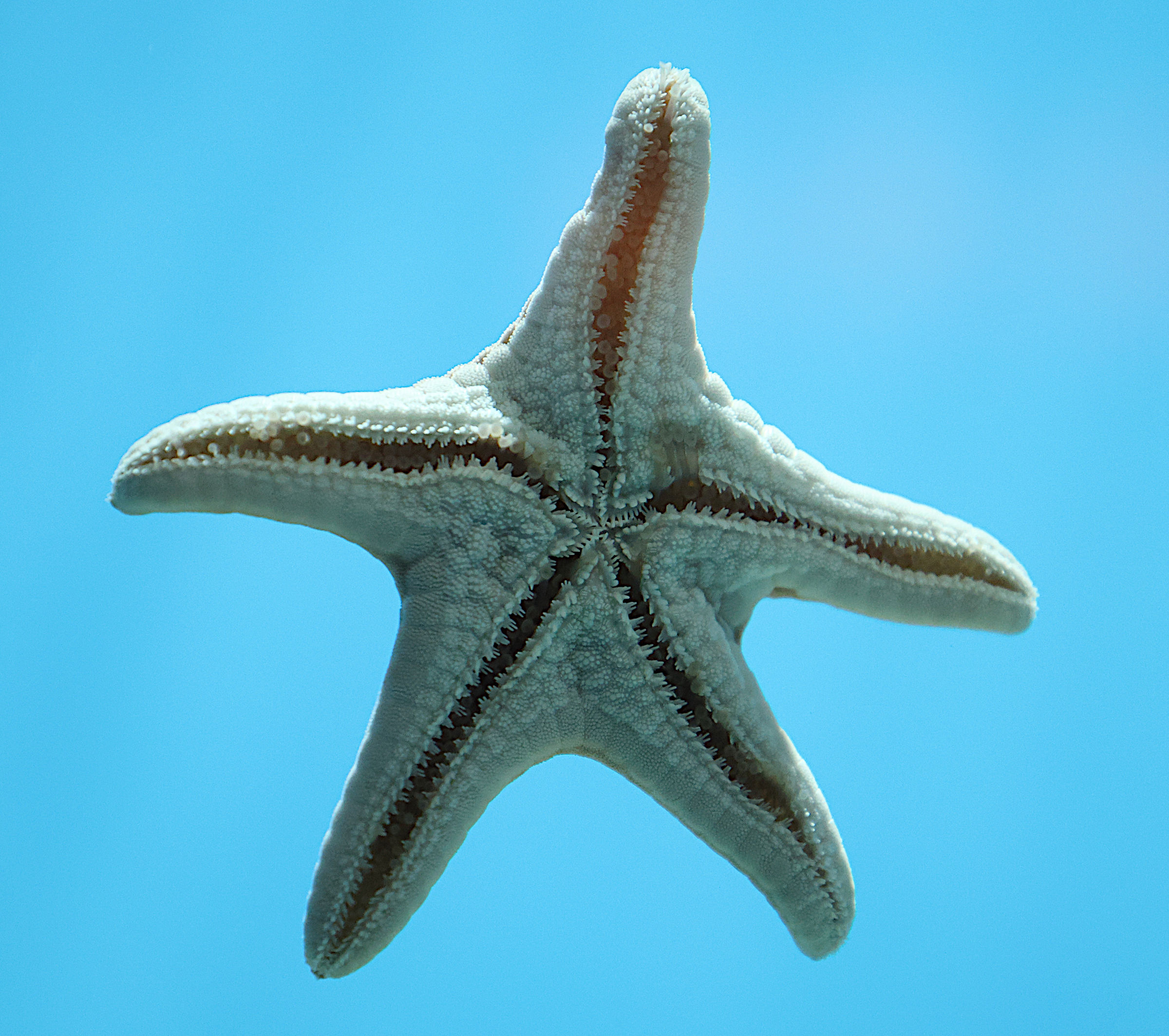 protoreaster_nodosus2sd