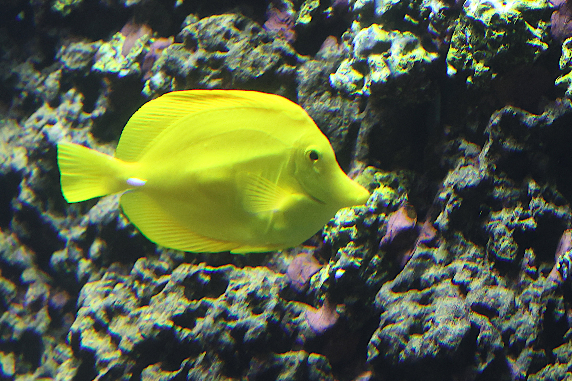 zebrasoma_flavescens4sd