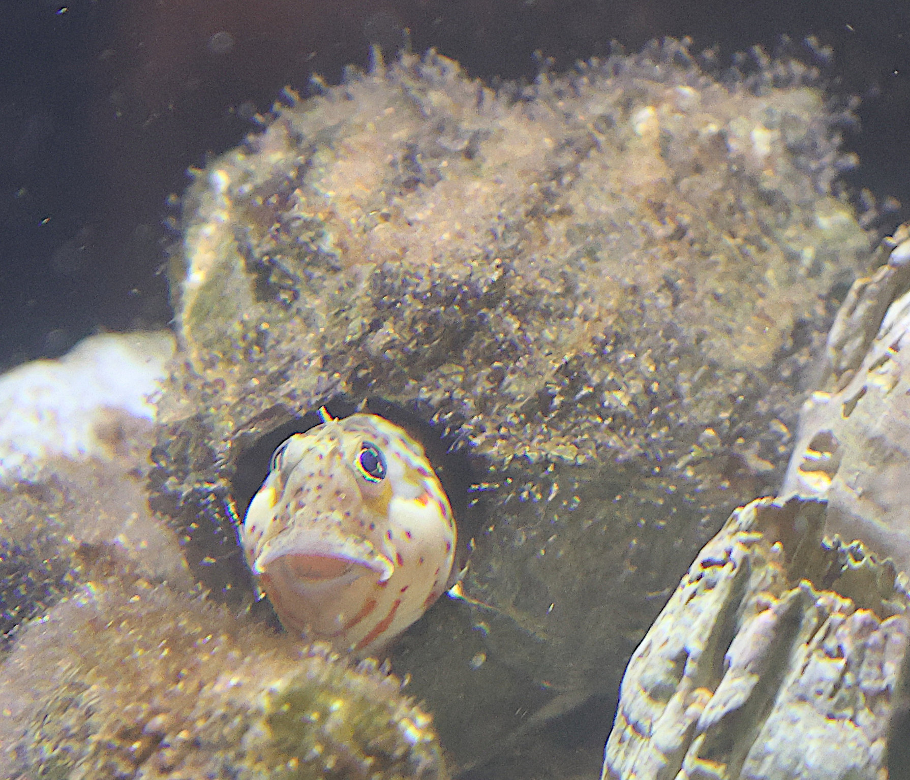 amblyeleotris_guttata1sdjpg