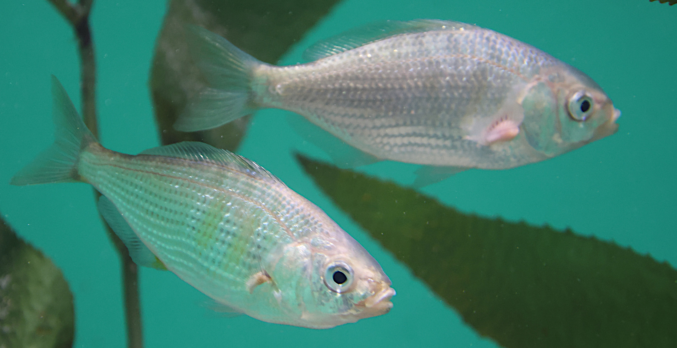 cymatogaster_aggregata1sd