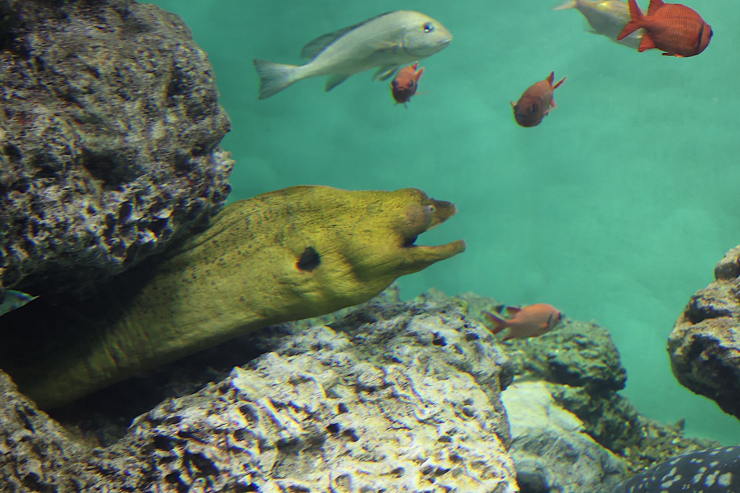 gymnothorax_javanicus1sd