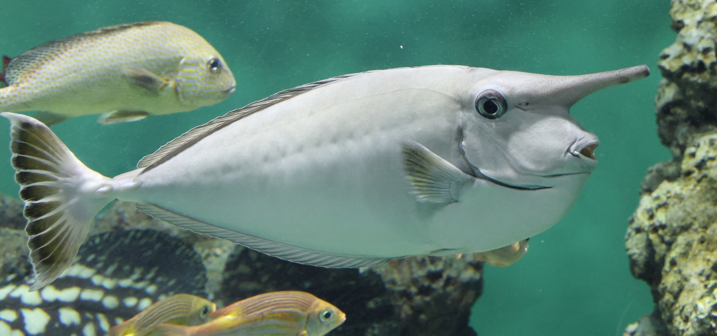 Afficher le média naso_annulatus1sd naso_annulatus1sd