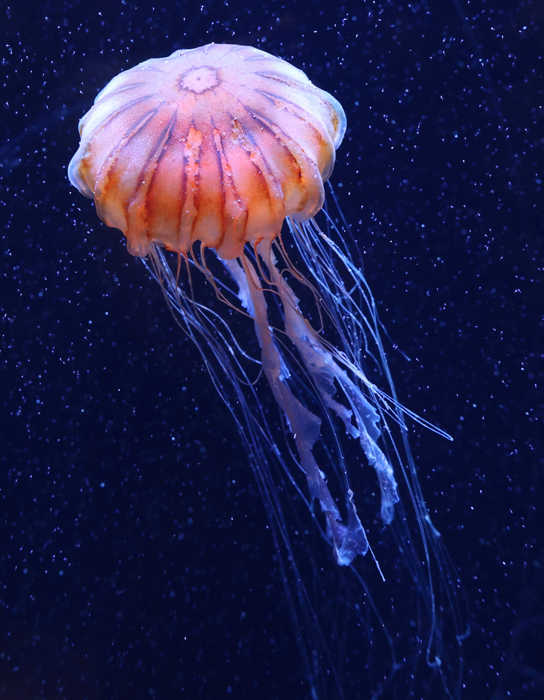 chrysaora_melanaster1sd