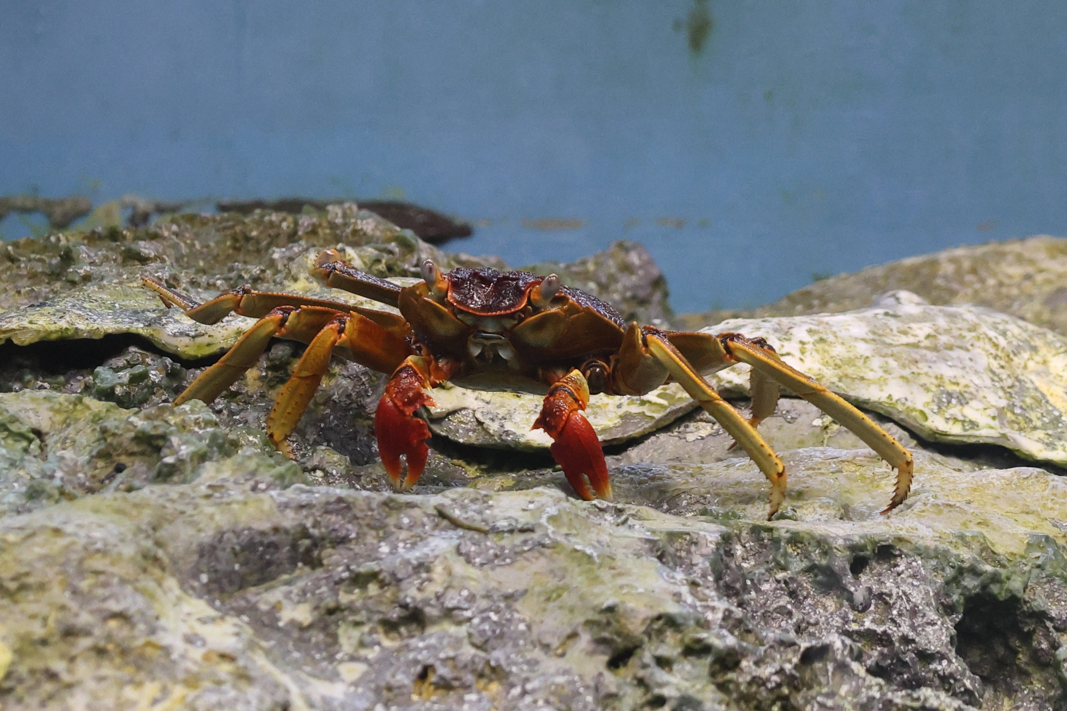 grapsus_tenuicrustatus4sd