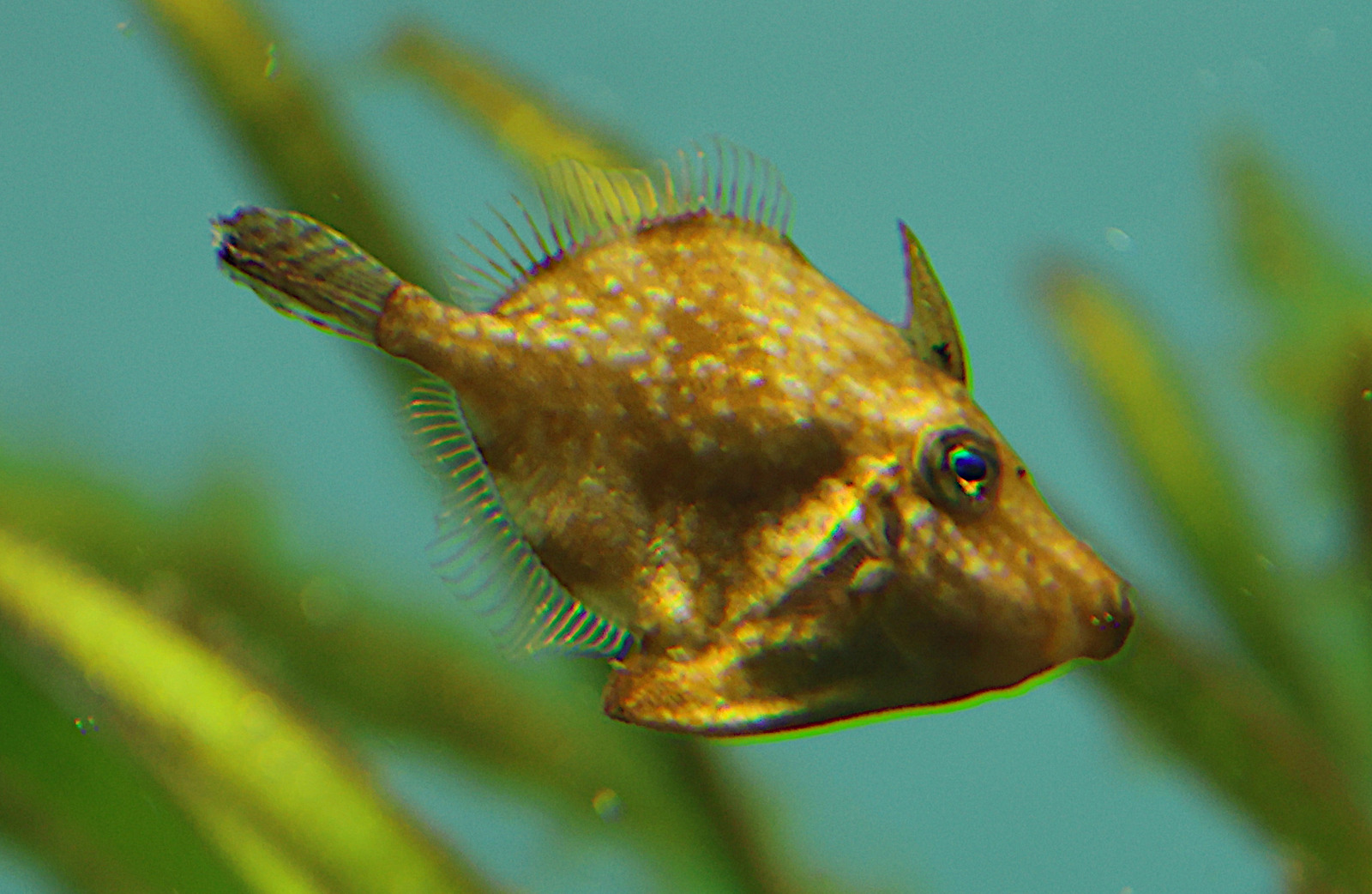 stephanolepis_hispidus1sd