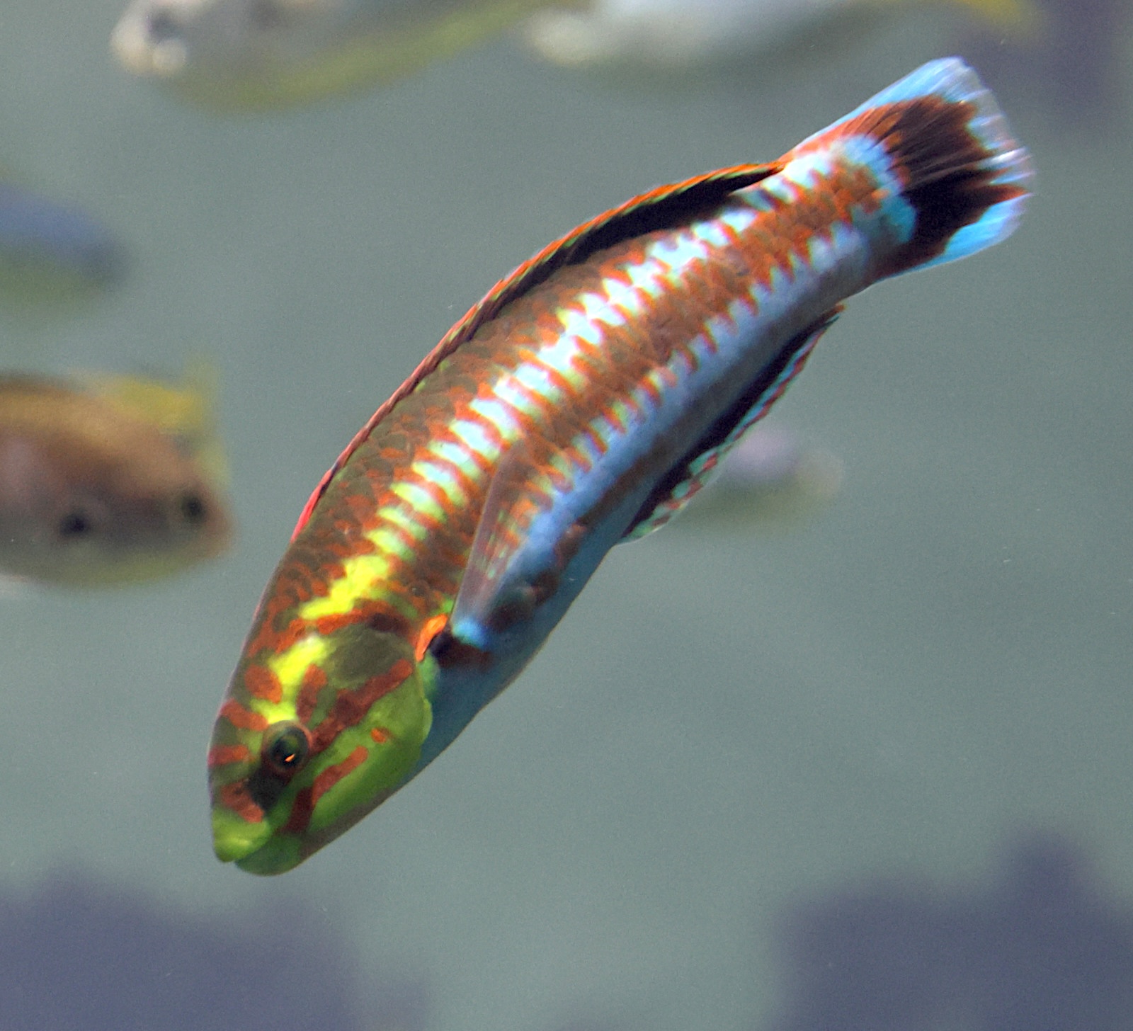 thalassoma_cupido1sd