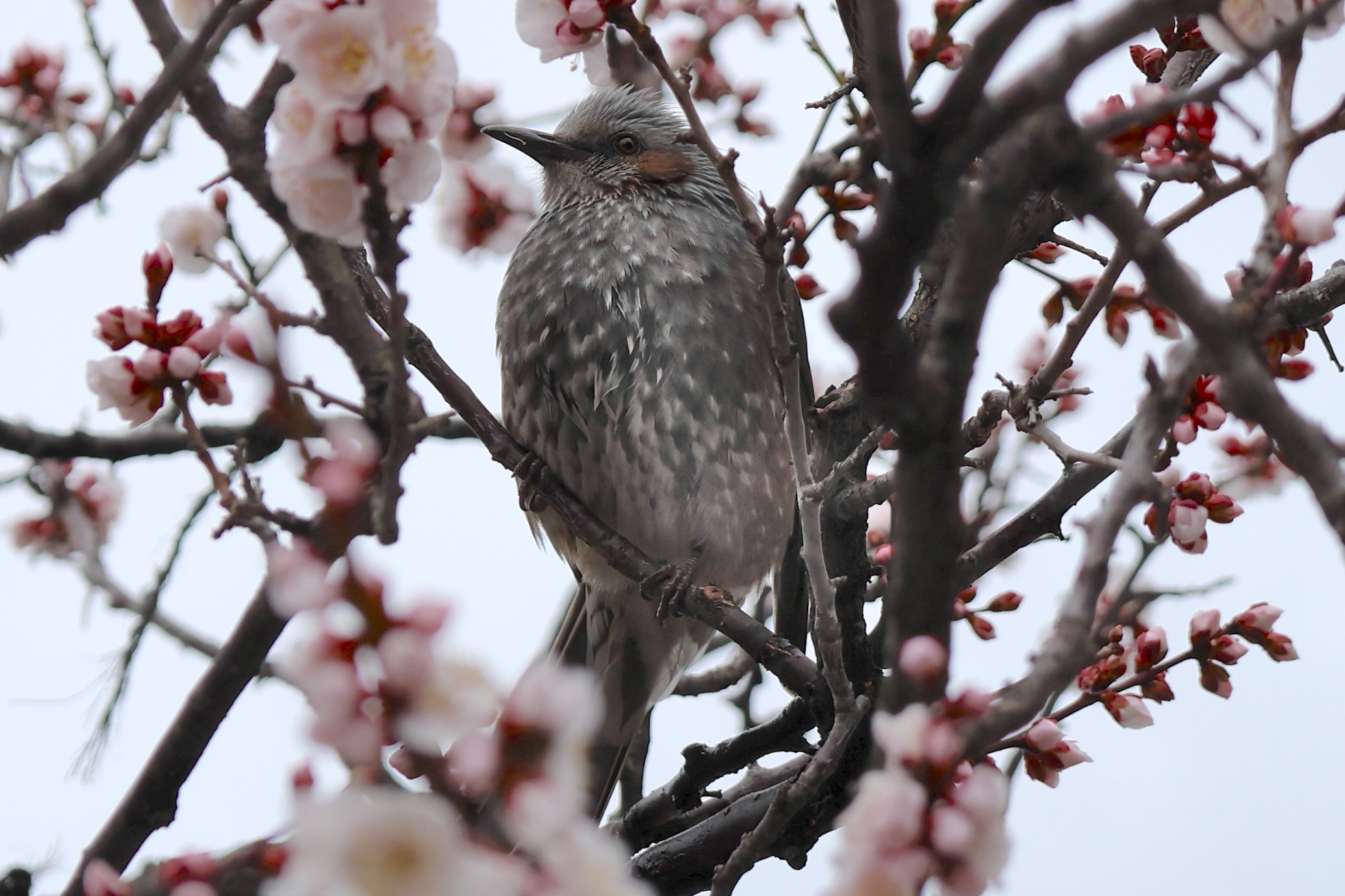 Afficher le média bulbul_a_oreillons_bruns_-_hypsipetes_amaurotis2sd bulbul_a_oreillons_bruns_-_hypsipetes_amaurotis2sd