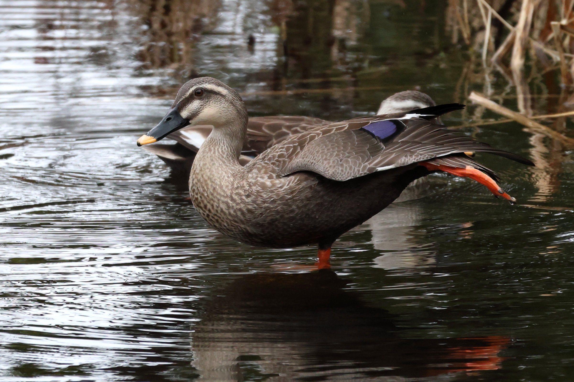 canard_de_chine_-_anas_zonorhyncha1sd