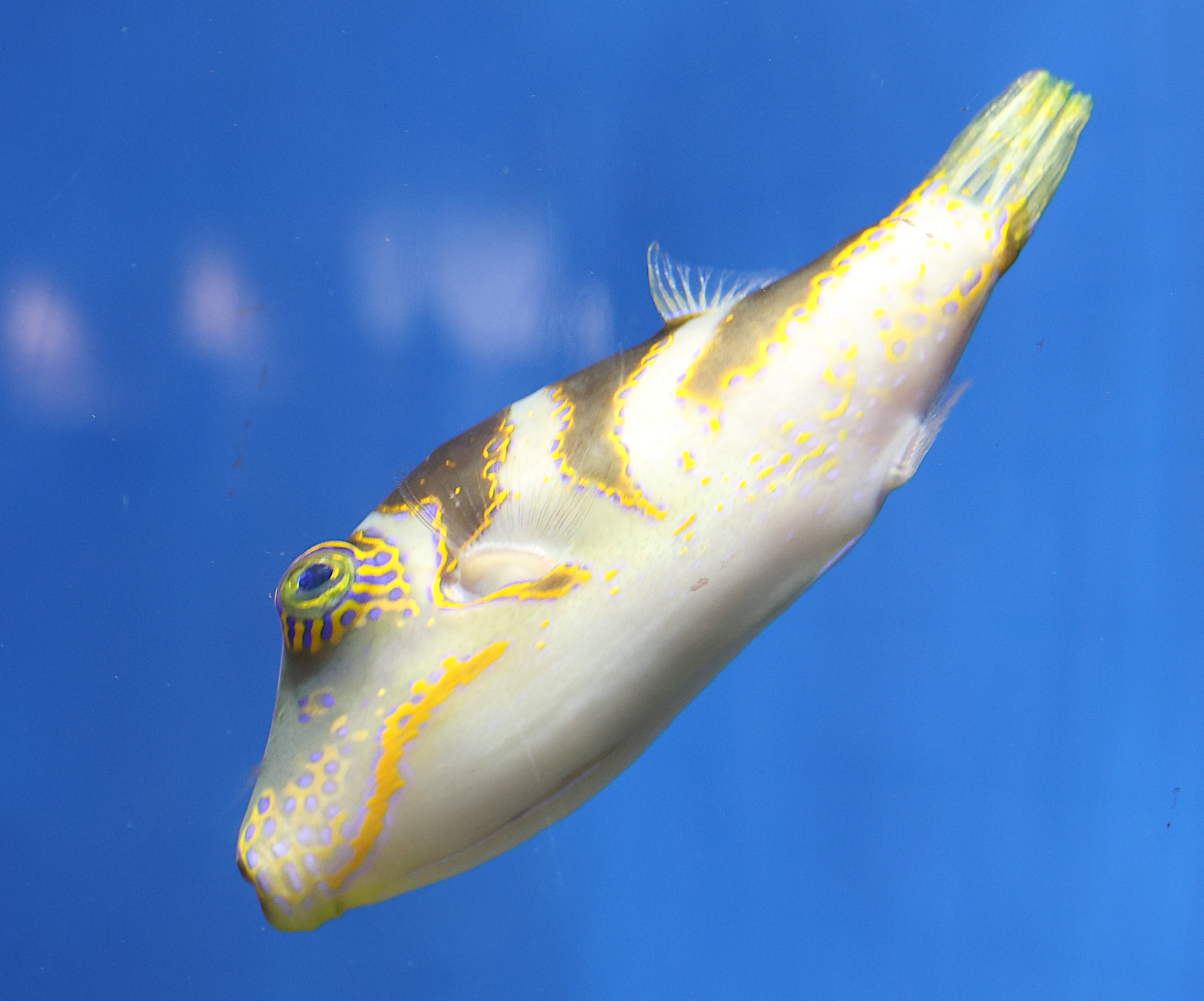 Afficher le média canthigaster_coronata1sd canthigaster_coronata1sd