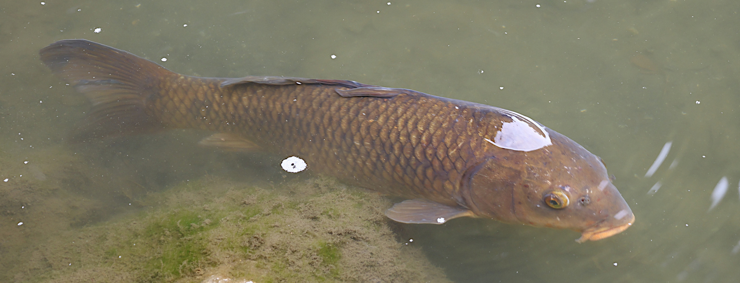 cyprinus_carpio4sd