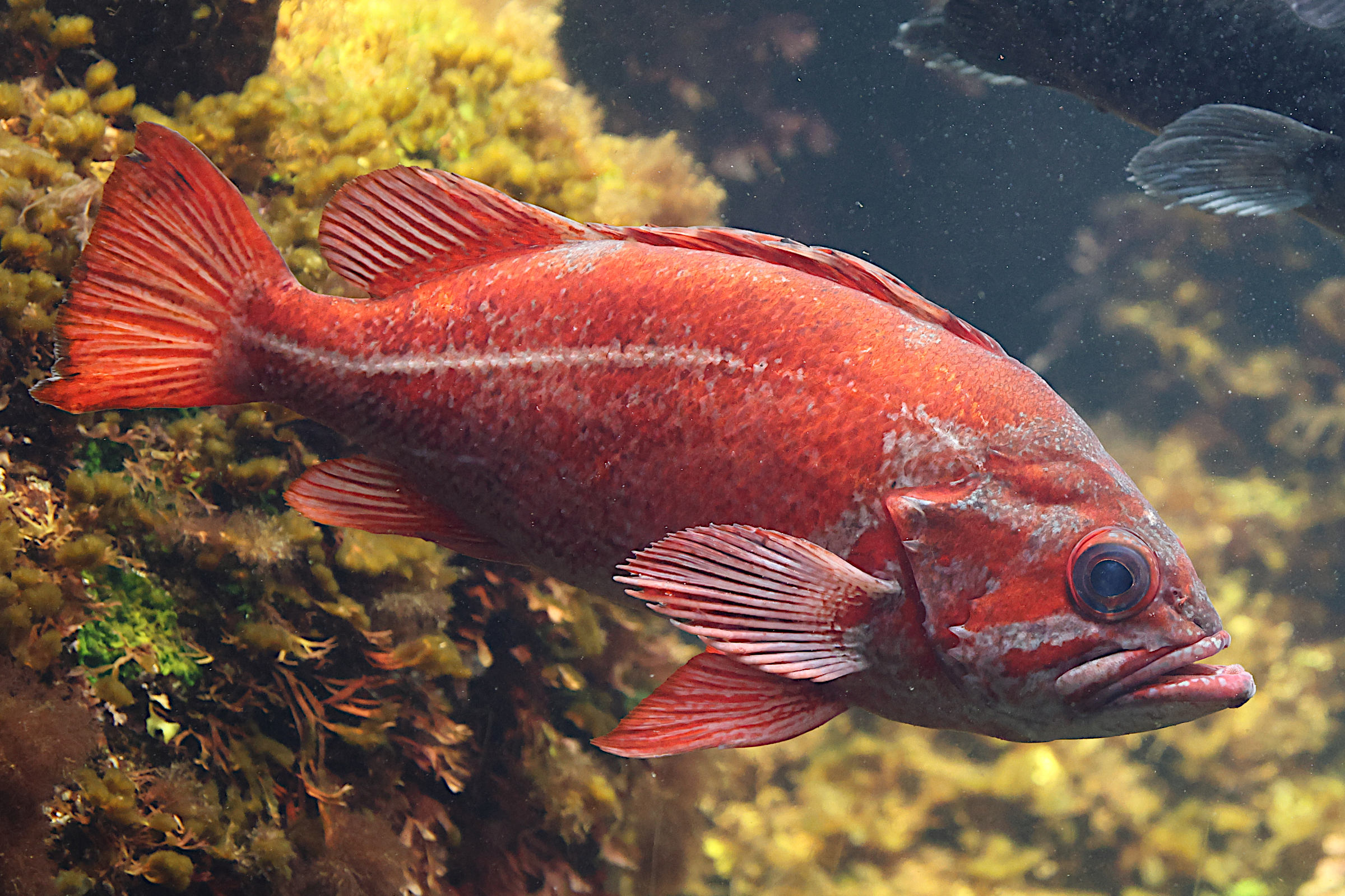 sebastes_miniatus1sd