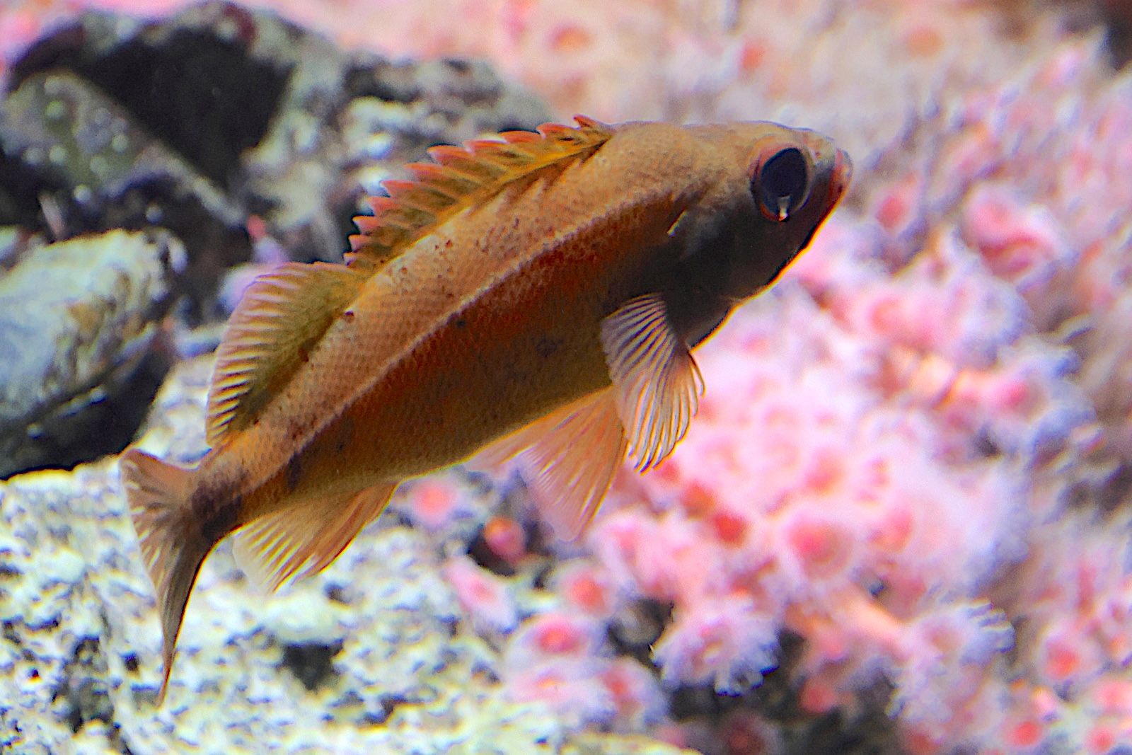 sebastes_pinniger1sd